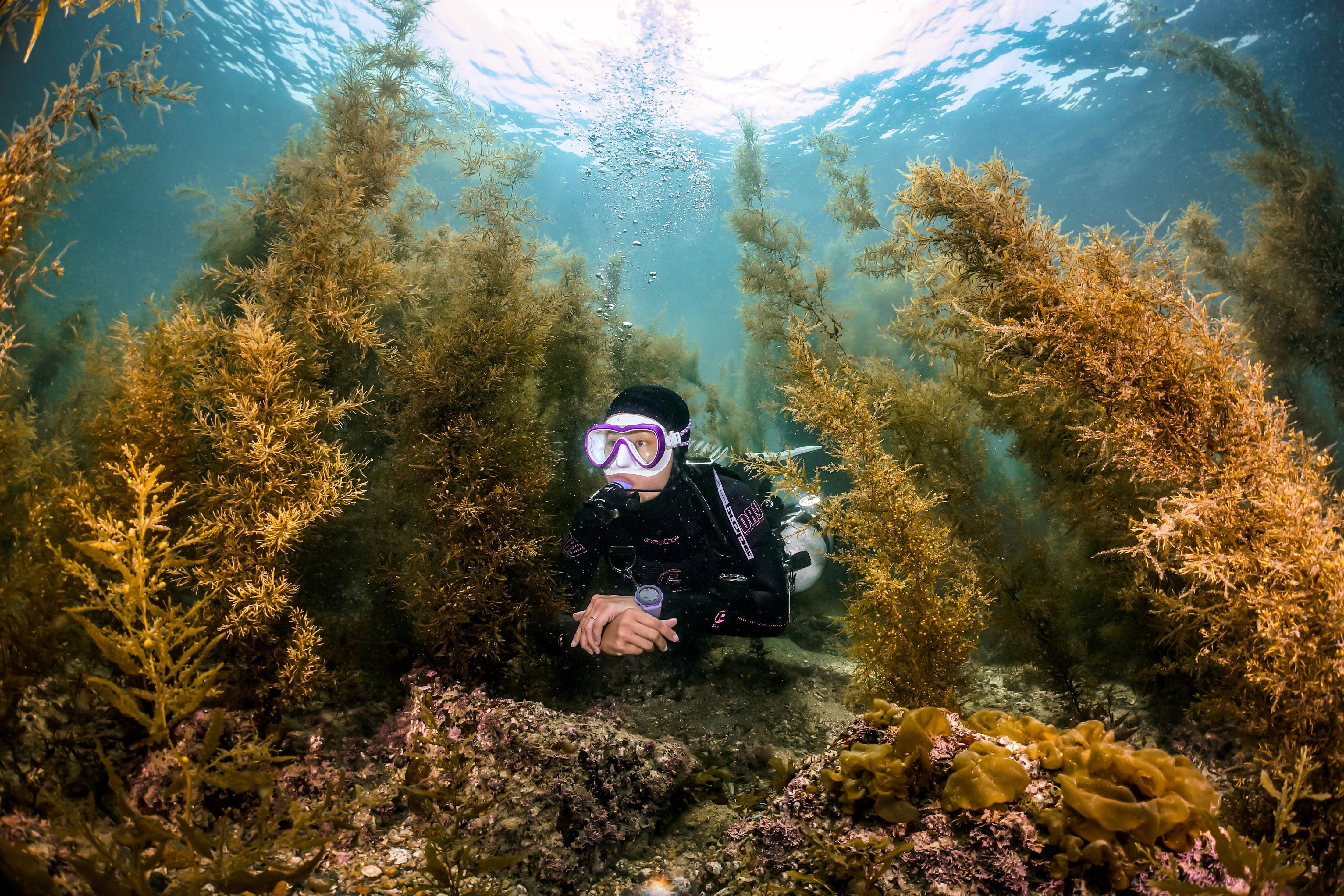 The Hong Kong Underwater Photo and Video Competition 2023, jointly organised by the Agriculture, Fisheries and Conservation Department and the Hong Kong China Underwater Association, concluded successfully. Picture shows "Adventurer", first runner-up of the Standard & Wide Angle Category in the Open Group Digital Photo Competition, taken by Chan Ho-yeung off Lung Ha Wan. 