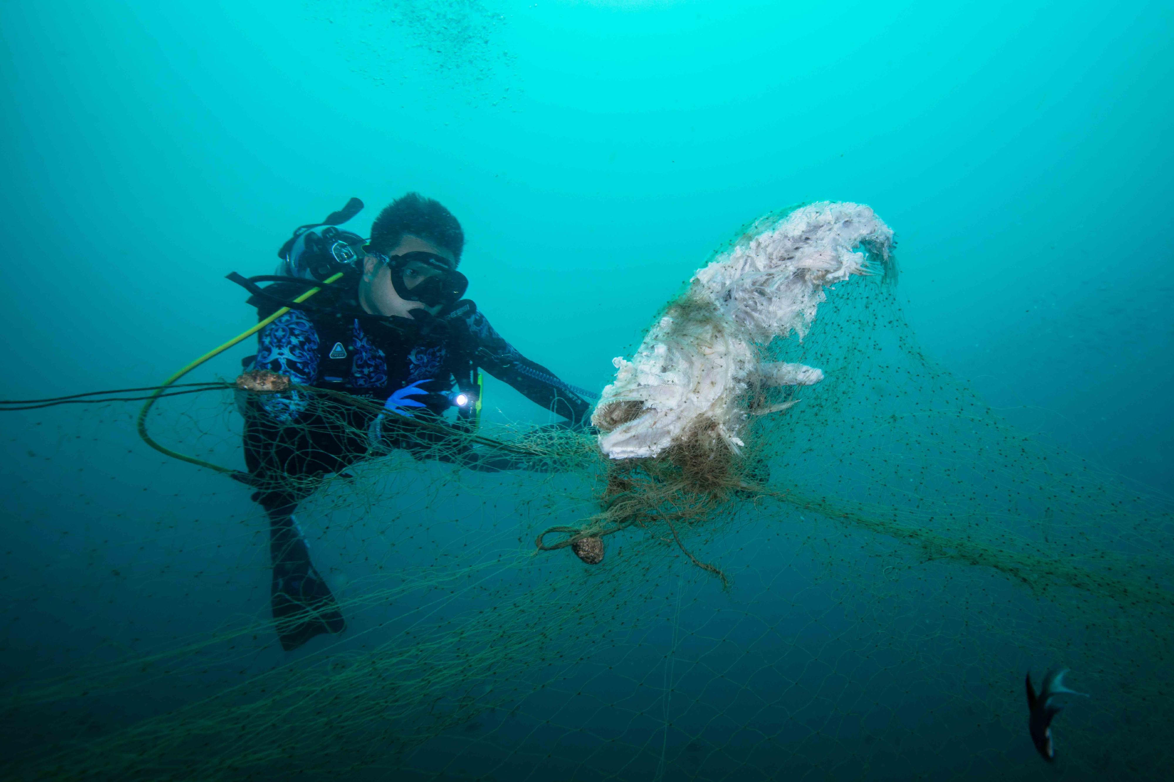 The Hong Kong Underwater Photo and Video Competition 2023, jointly organised by the Agriculture, Fisheries and Conservation Department and the Hong Kong China Underwater Association, concluded successfully. Picture shows "Harm by ghost nets", second runner-up of the Standard & Wide Angle Category in the Open Group Digital Photo Competition, taken by Leung Kin-chung, Kevin off Fo Siu Pai.