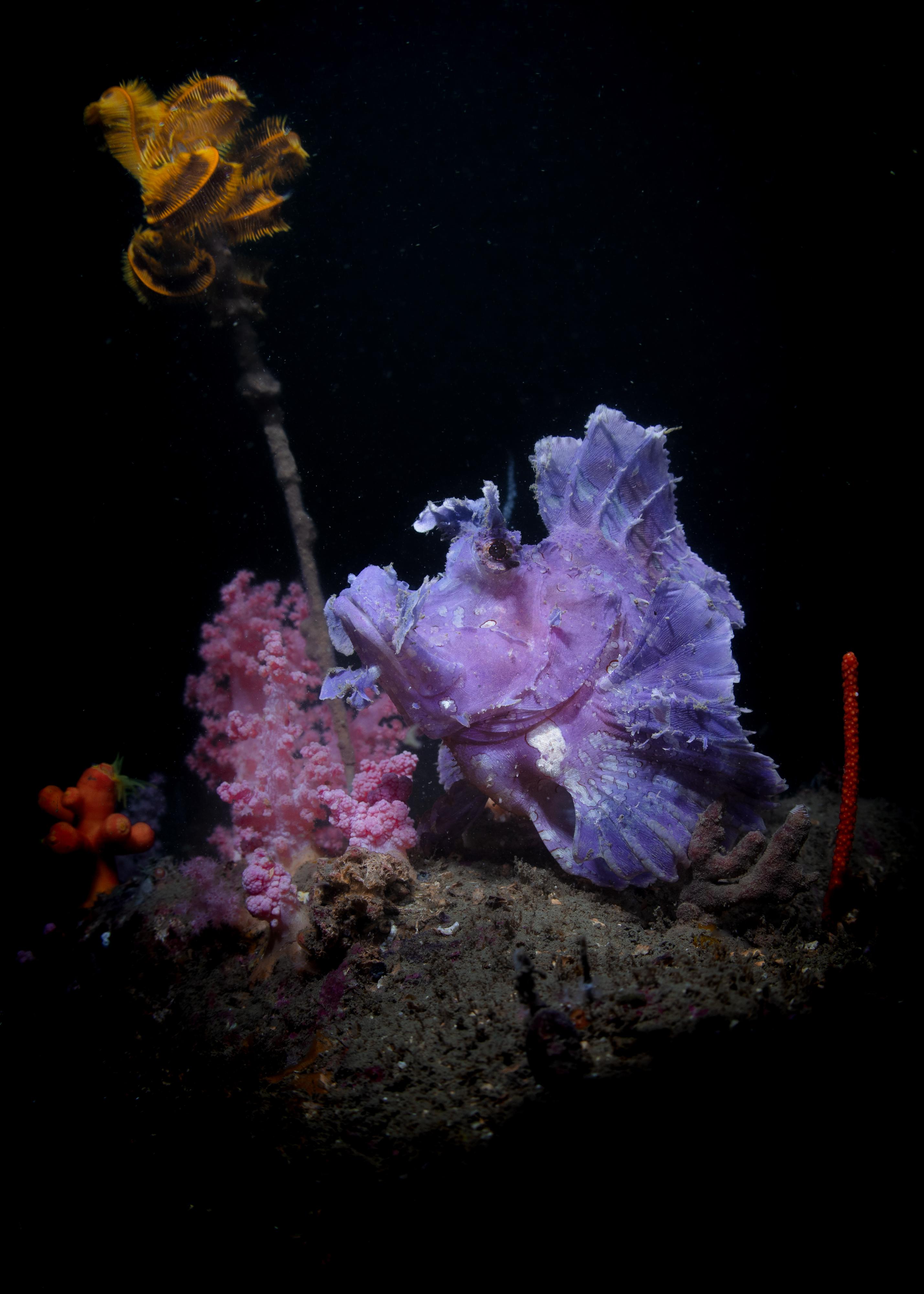 The Hong Kong Underwater Photo and Video Competition 2023, jointly organised by the Agriculture, Fisheries and Conservation Department and the Hong Kong China Underwater Association, concluded successfully. Picture shows "Purple Rhinopias", Biodiversity Award, taken by Henry Li off East Ninepin Island.