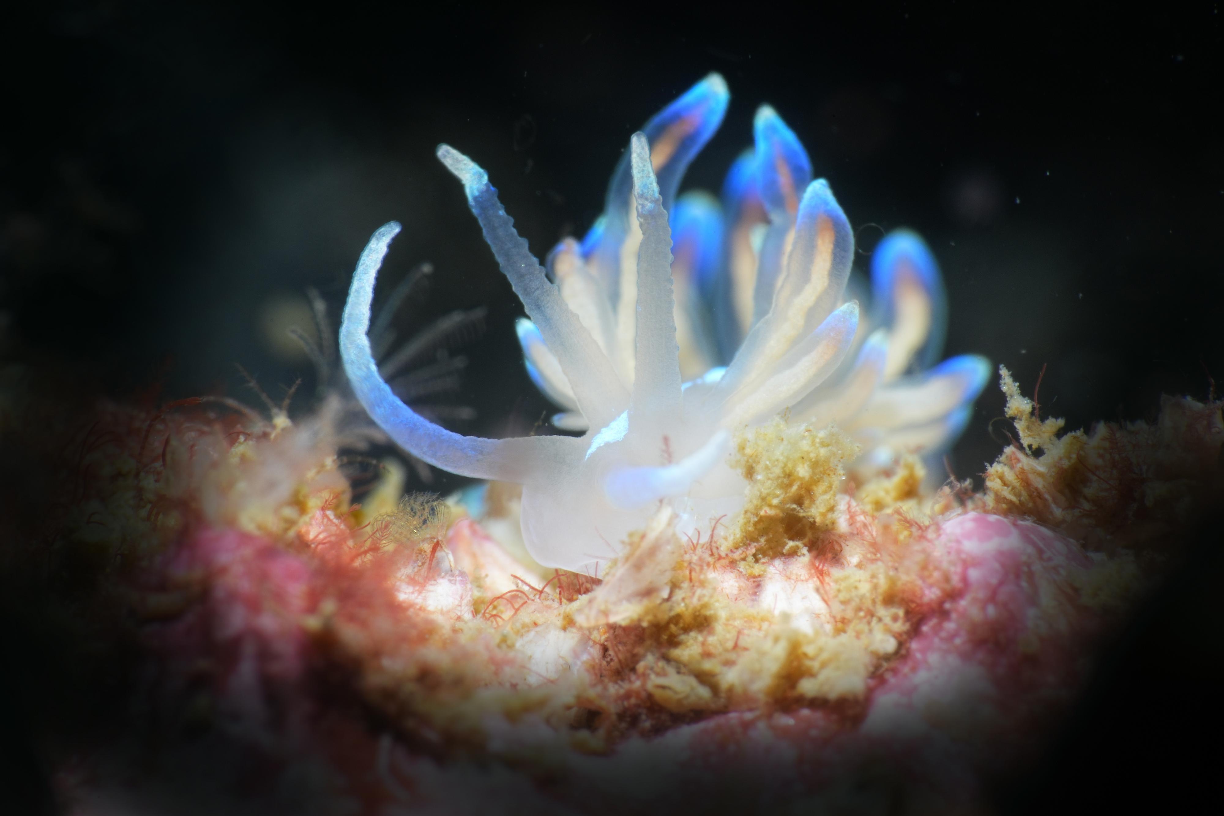 The Hong Kong Underwater Photo and Video Competition 2023, jointly organised by the Agriculture, Fisheries and Conservation Department and the Hong Kong China Underwater Association, concluded successfully. Picture shows "Phyllodesmium opalescens", Nudibranchs Special Award, taken by Chim Wing-sum off Victor Rock.