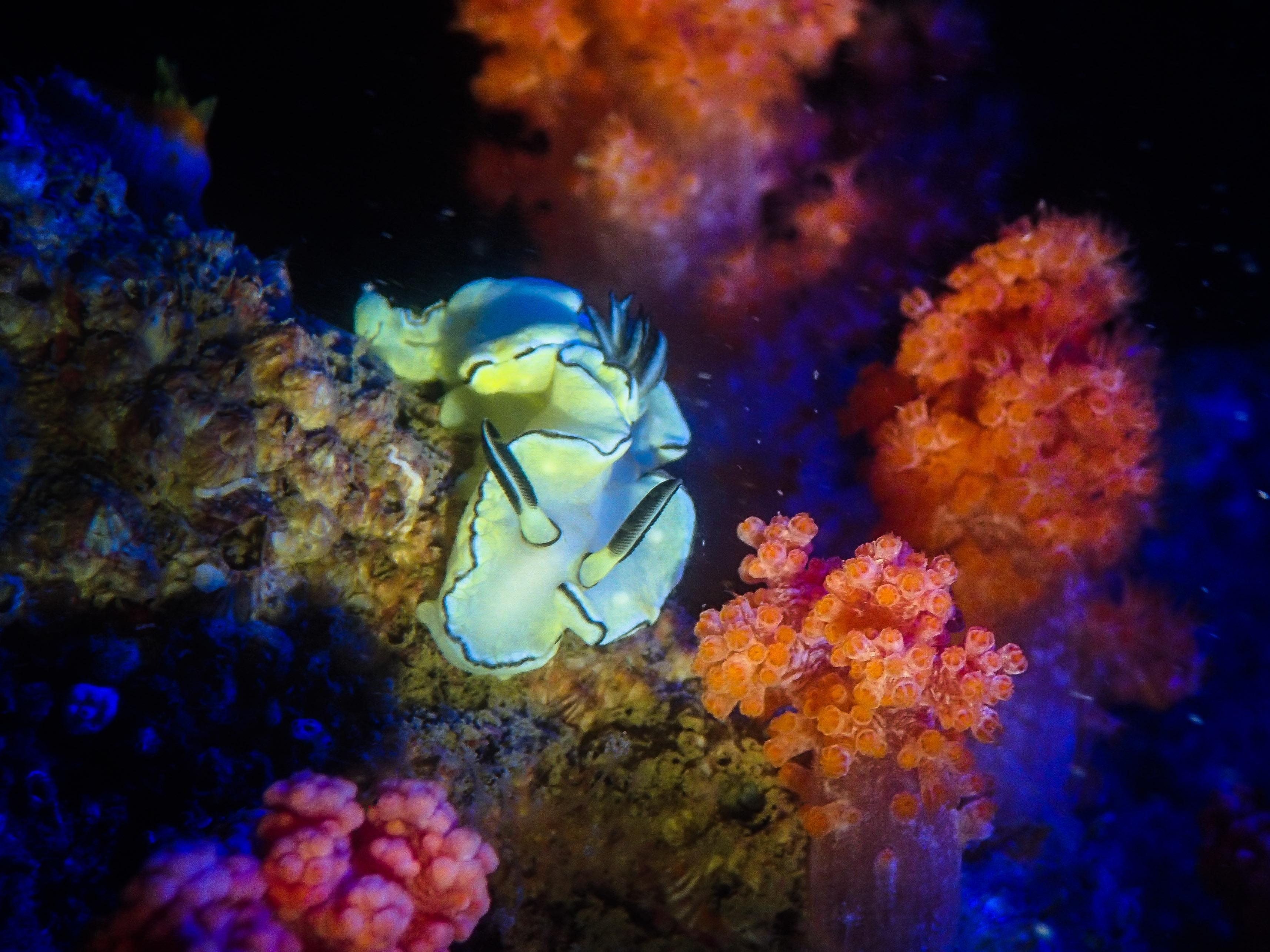 漁農自然護理署與中國香港潛水總會合辦的香港潛攝大賽二○二三圓滿結束。圖示海兔特別獎「海蛞蝓的繽紛世界」，由梁健聰在桑樹排拍攝。
