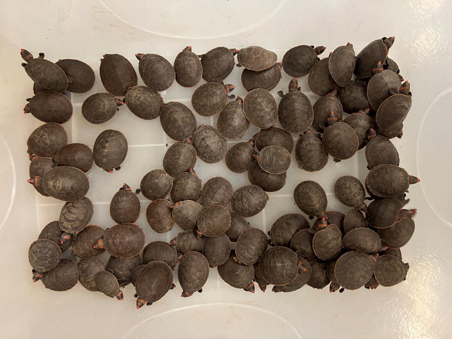 The Agriculture, Fisheries and Conservation Department seized a total of 492 endangered red-headed Amazon river turtles (Podocnemis erythrocephala) suspected to be illegally imported at Hong Kong International Airport on December 11. Photo shows some of the seized red-headed Amazon river turtles.