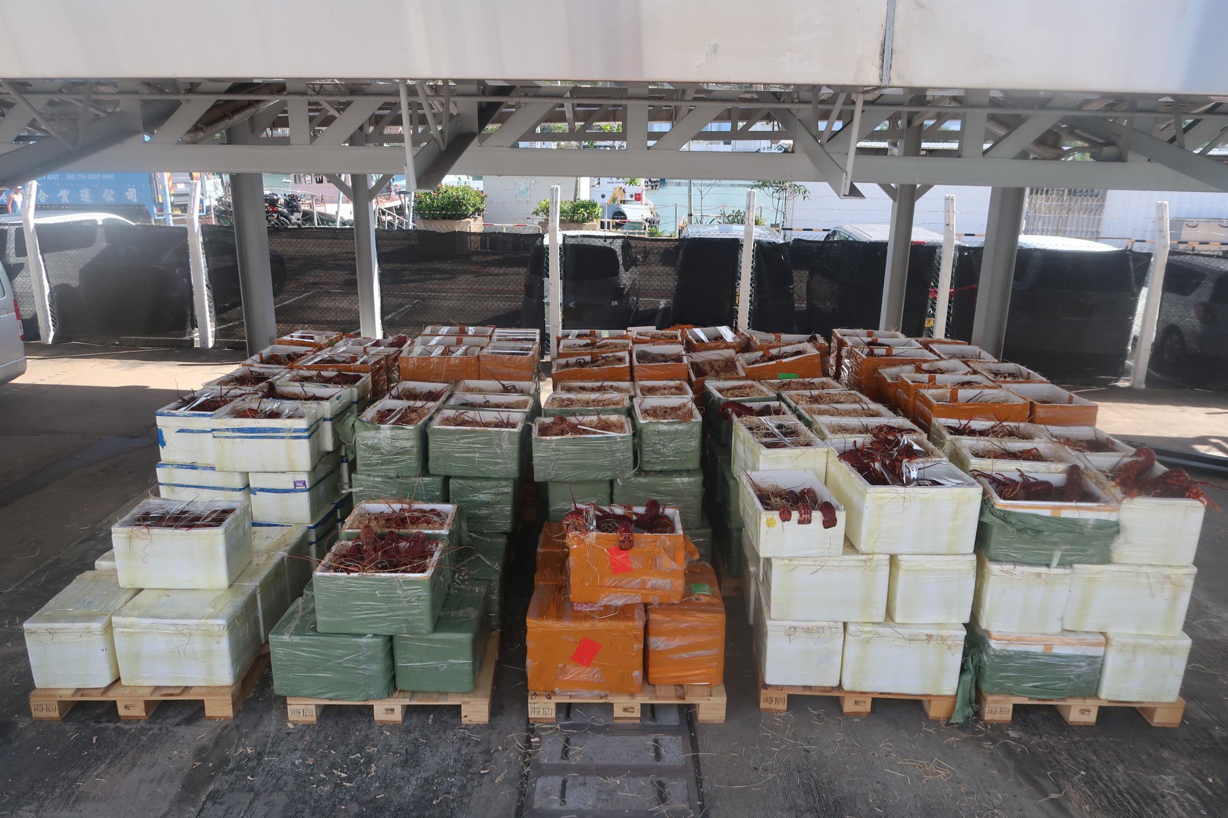 Hong Kong Customs yesterday (December 14) mounted an anti-smuggling operation in the southern waters of Hong Kong and detected a suspected smuggling case involving a fishing vessel. About 4 400 kilograms of suspected smuggled lobsters with an estimated market value of about $1.3 million were seized. Photo shows the suspected smuggled lobsters seized. 

