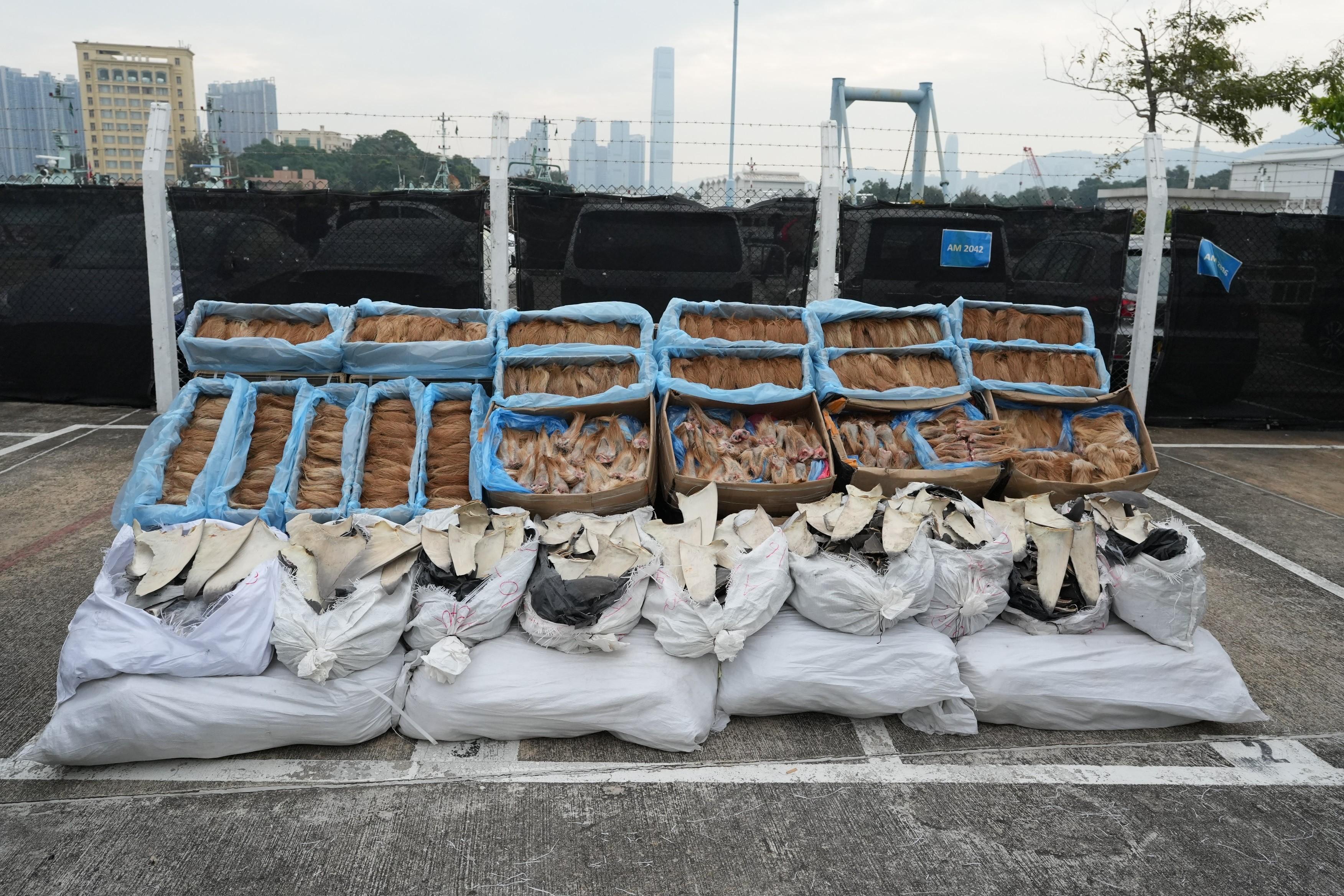 Hong Kong Customs yesterday (January 26) mounted an anti-smuggling operation in Tung Chung and detected a suspected smuggling case involving a speedboat. A batch of suspected smuggled goods, including 24 carton boxes of frozen venison tails, 14 carton boxes of aquarium animals, and ten bags of suspected scheduled dried shark fins, with an estimated market value of about $4 million, was seized. Photo shows some of the suspected smuggled goods seized.

