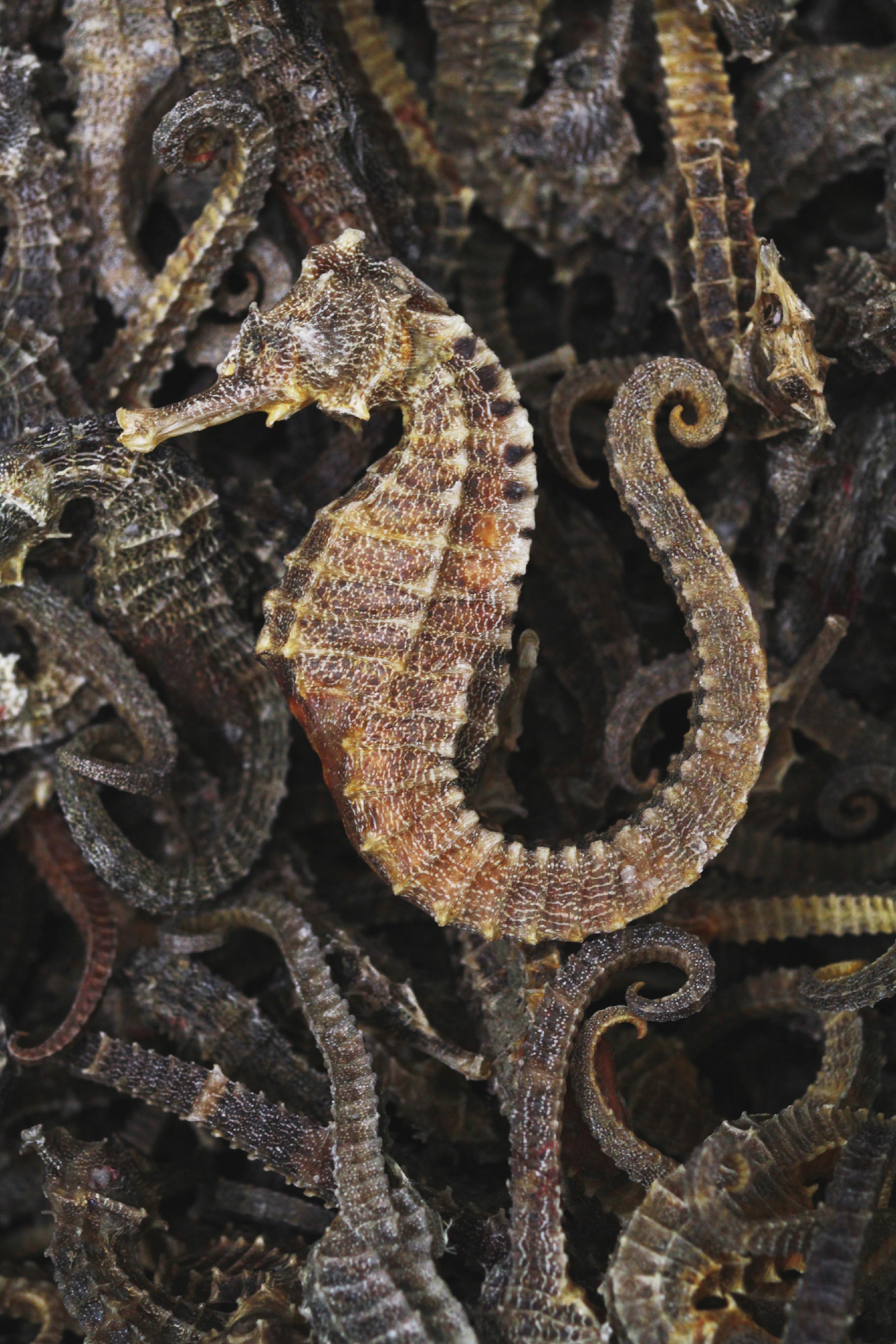 A Government spokesman today (February 1) reminded members of the public not to bring endangered species into Hong Kong without a required licence and not to import regulated food illegally when returning from visits to other places. Photo shows dried seahorses which are regulated under the Protection of Endangered Species of Animals and Plants Ordinance.