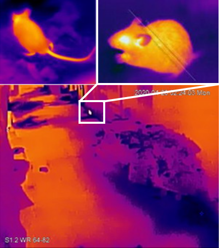The interdepartmental Pest Control Steering Committee held its 17th meeting today (February 2) to discuss the new rodent surveillance programme of the Food and Environmental Hygiene Department (FEHD).  Picture shows thermal images captured by the FEHD's thermal cameras installed at a survey location, showing the presence of a rodent.
