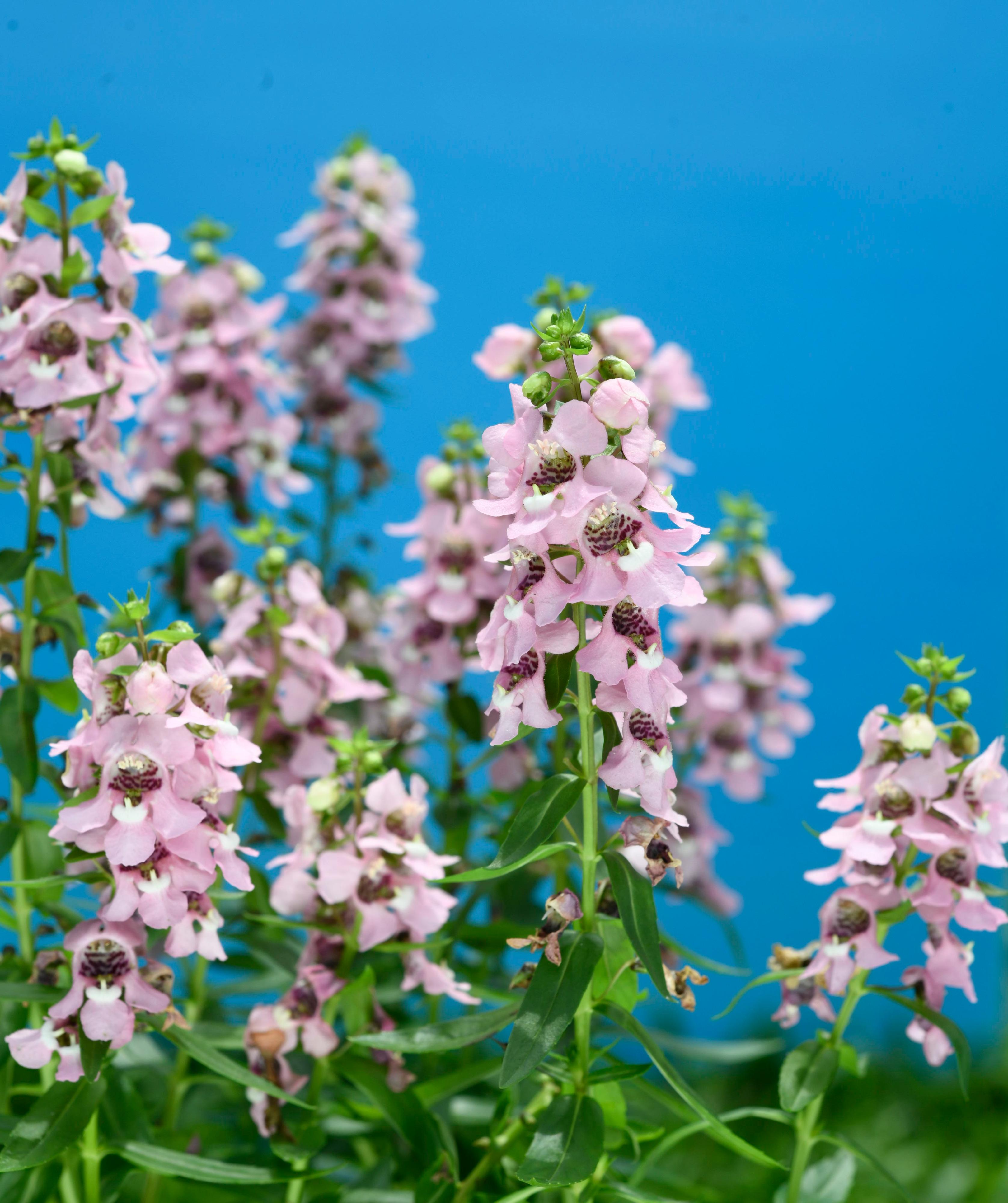 The Hong Kong Flower Show will be held at Victoria Park for 10 days from March 15 to 24, featuring the colourful angelonia as the theme flower and "Floral Joy Around Town" as the main theme. Angelonia, also known as "angel flower", has a small and unique shape with a refreshing fragrance.

