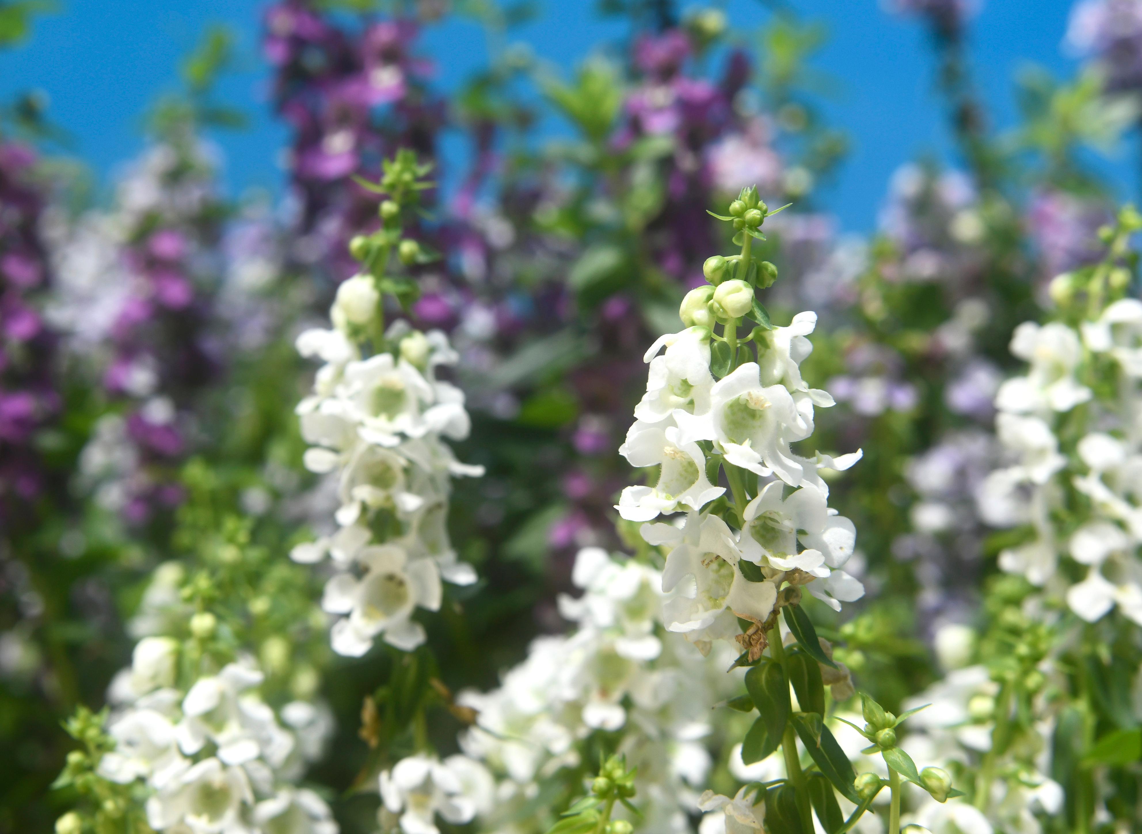 The Hong Kong Flower Show will be held at Victoria Park for 10 days from March 15 to 24, featuring the colourful angelonia as the theme flower and "Floral Joy Around Town" as the main theme. Heavily covered with little flower buds, its stem produces lush and bushy flowers when in full bloom.

