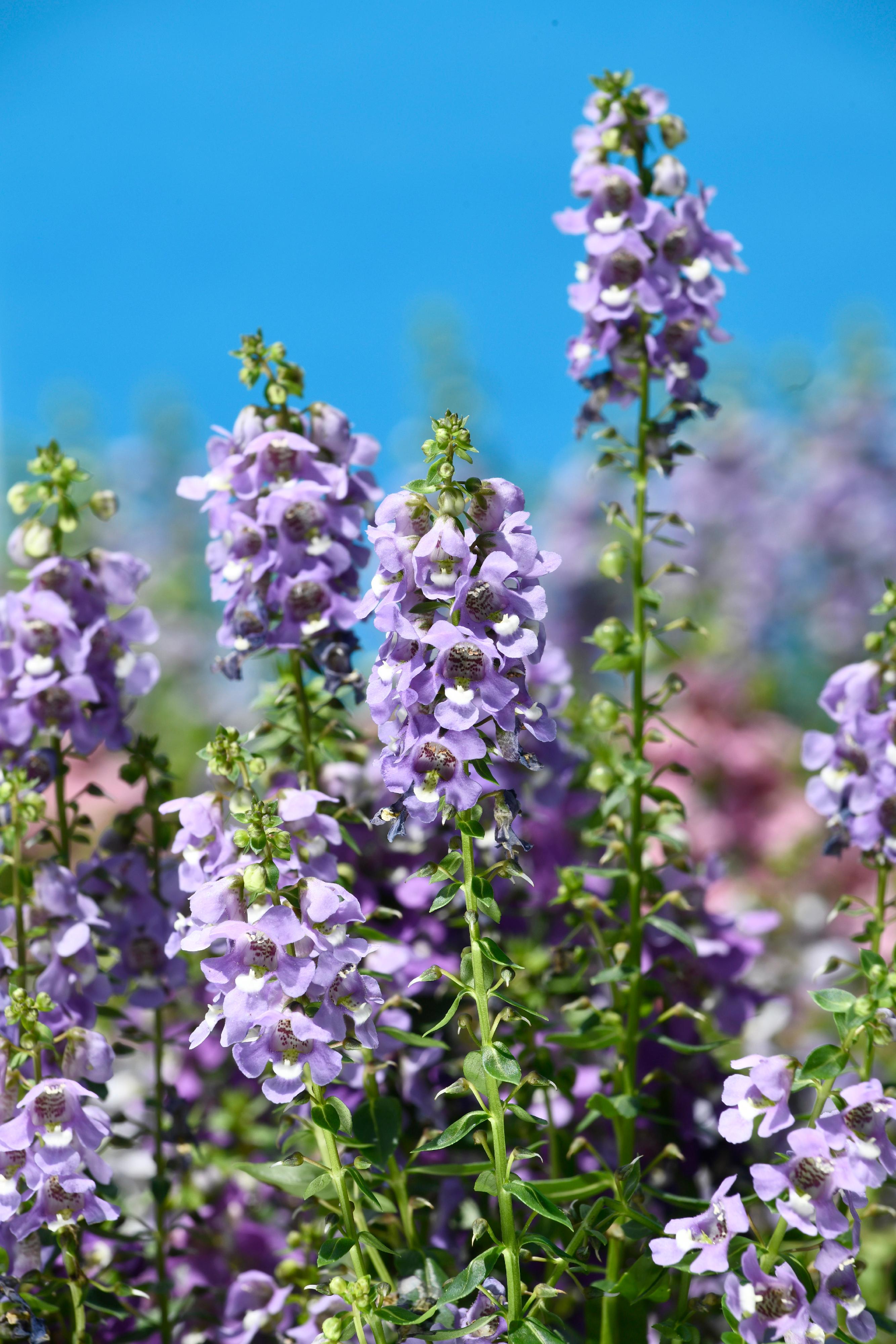 The Hong Kong Flower Show will be held at Victoria Park for 10 days from March 15 to 24, featuring the colourful angelonia as the theme flower and "Floral Joy Around Town" as the main theme. The petite and richly fragrant flowers of angelonia blossom from bottom up along the stem.

