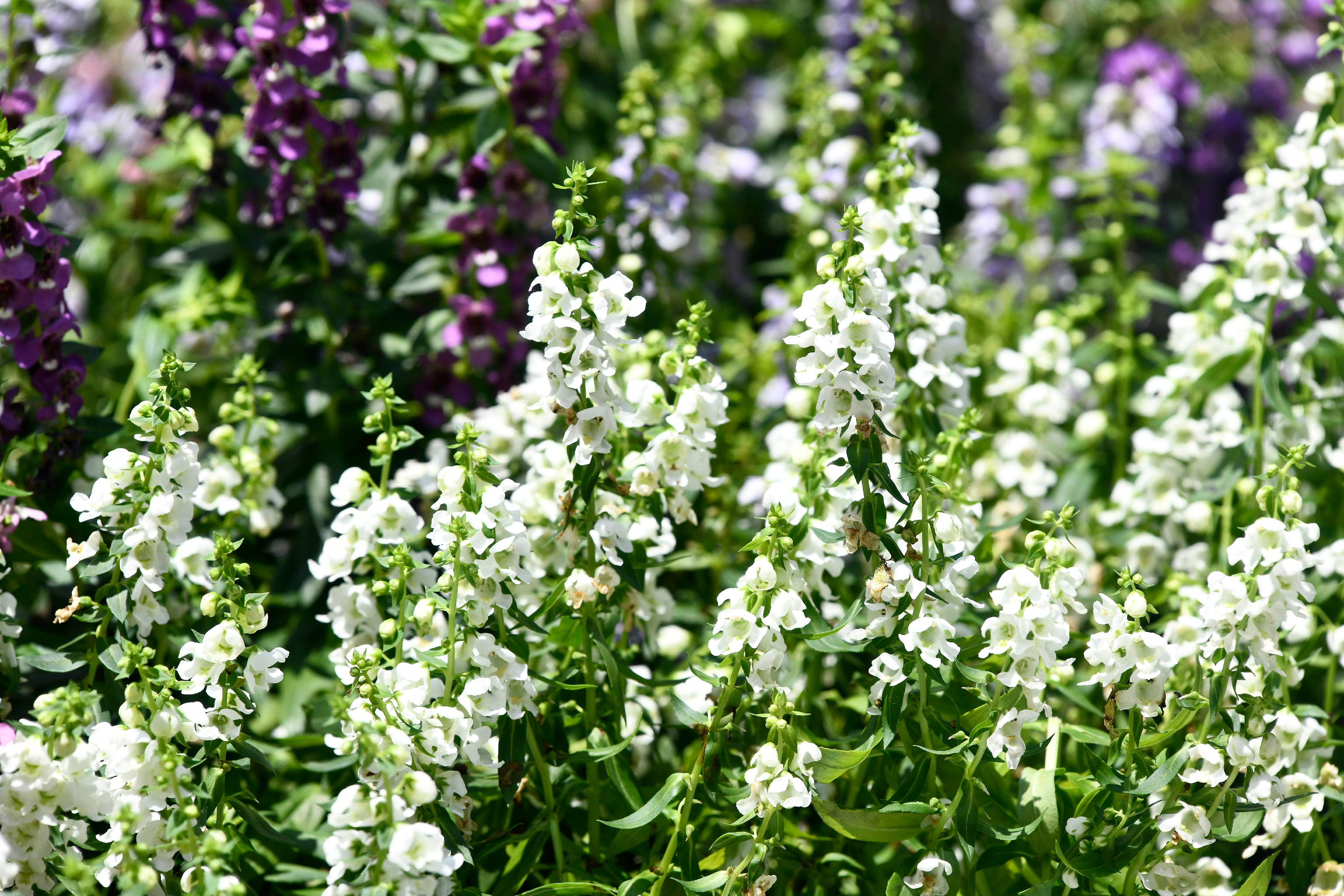 The Hong Kong Flower Show will be held at Victoria Park for 10 days from March 15 to 24, featuring the colourful angelonia as the theme flower and "Floral Joy Around Town" as the main theme. There are many species of angelonia, with heights ranging from 30 to 100 centimetres, offering a profusion of flowers.
