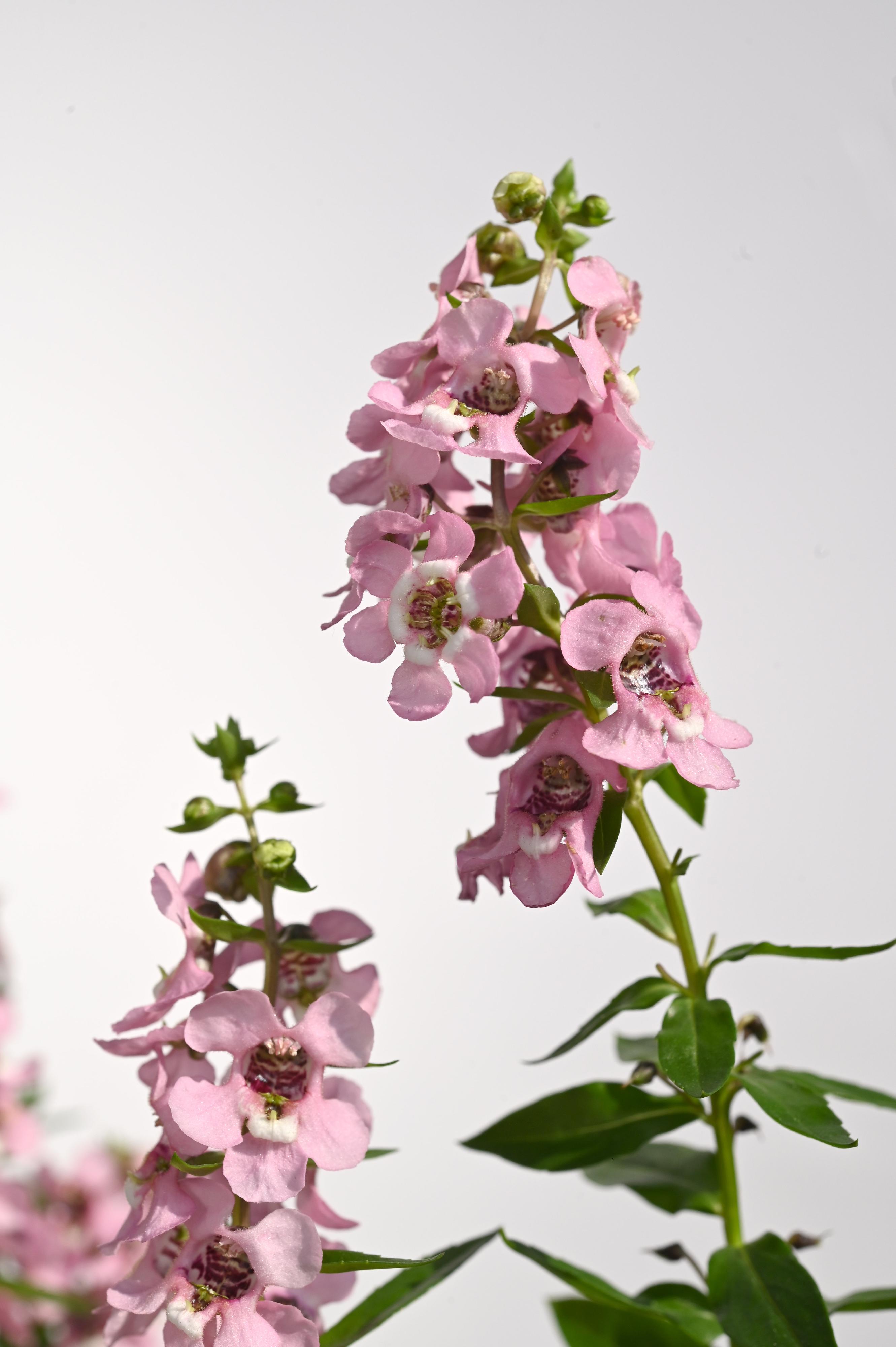 The Hong Kong Flower Show will be held at Victoria Park for 10 days from March 15 to 24, featuring the colourful angelonia as the theme flower and "Floral Joy Around Town" as the main theme. Angelonia has a wide range of hues. Common colours include pure white, pinkish red, light purple, purple and two-tone stripes.
