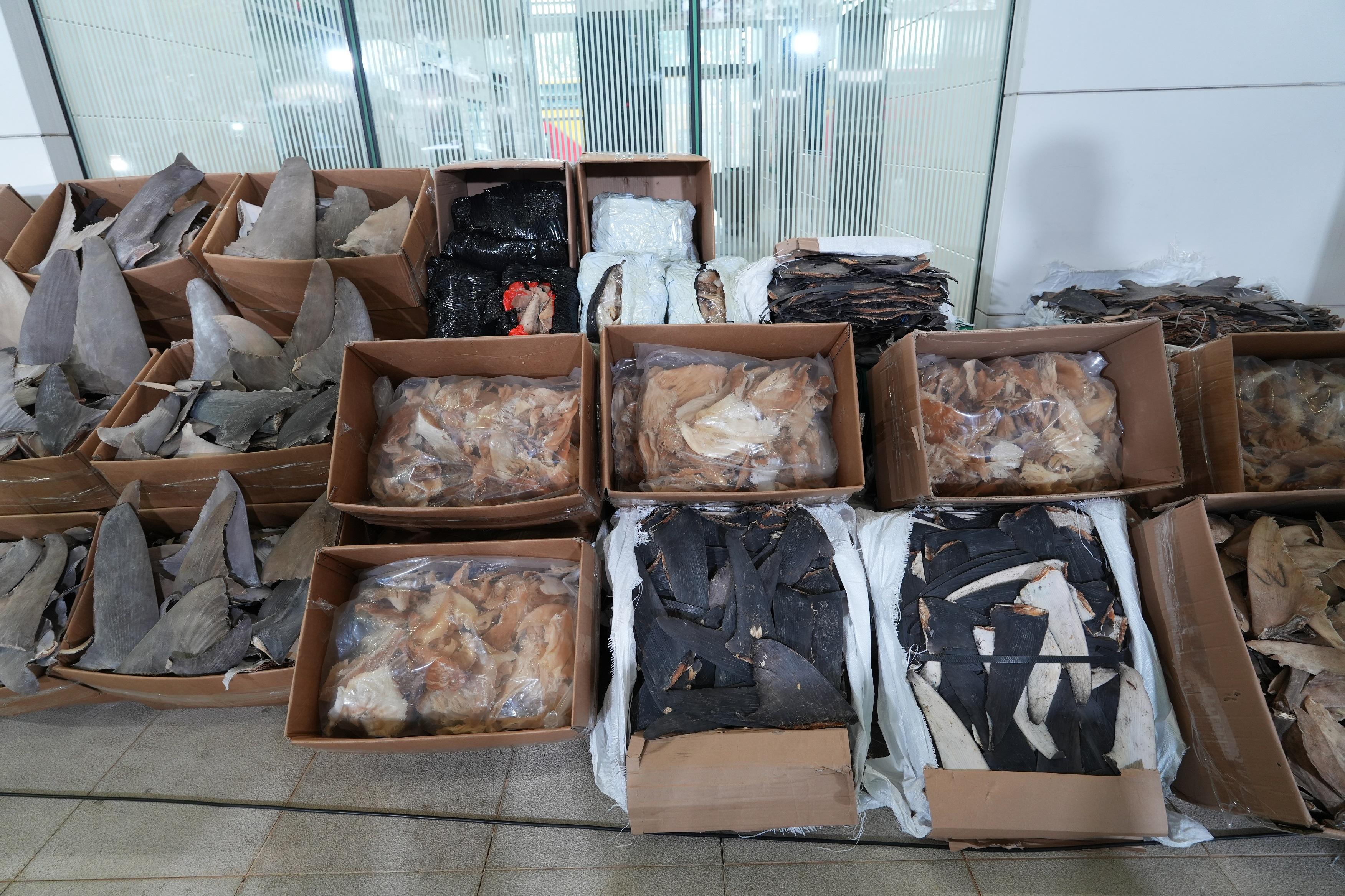 Hong Kong Customs on February 27 mounted an anti-smuggling operation in the north-western waters of Hong Kong and detected a suspected case of using a river trade vessel to smuggle goods in the waters off Black Point. About 1.2 tonnes of suspected scheduled dried shark fins with an estimated market value of about $6.4 million were seized. Photo shows some of the suspected scheduled dried shark fins seized.