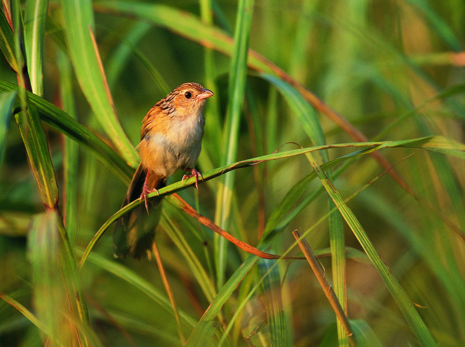 渔农自然护理署今日（三月一日）宣布，红花岭郊野公园即日成立。图示大草莺，一种属高保育价值的物种。

