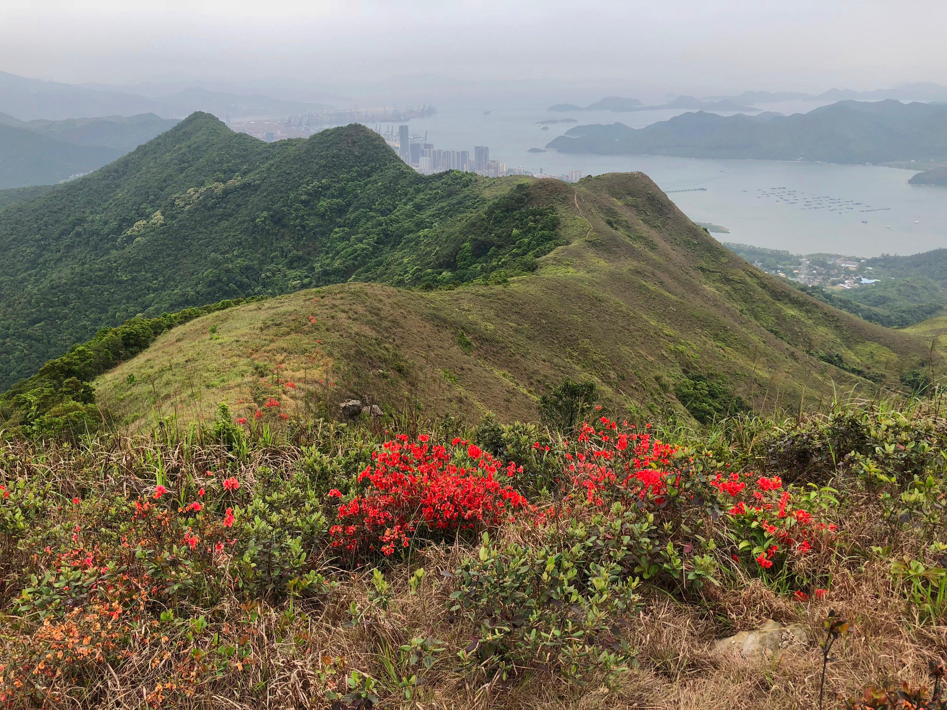 The Agriculture, Fisheries and Conservation Department announced today (March 1) that Robin's Nest Country Park was established the same day. Photo shows a view of ridges from Hung Fa Chai.

