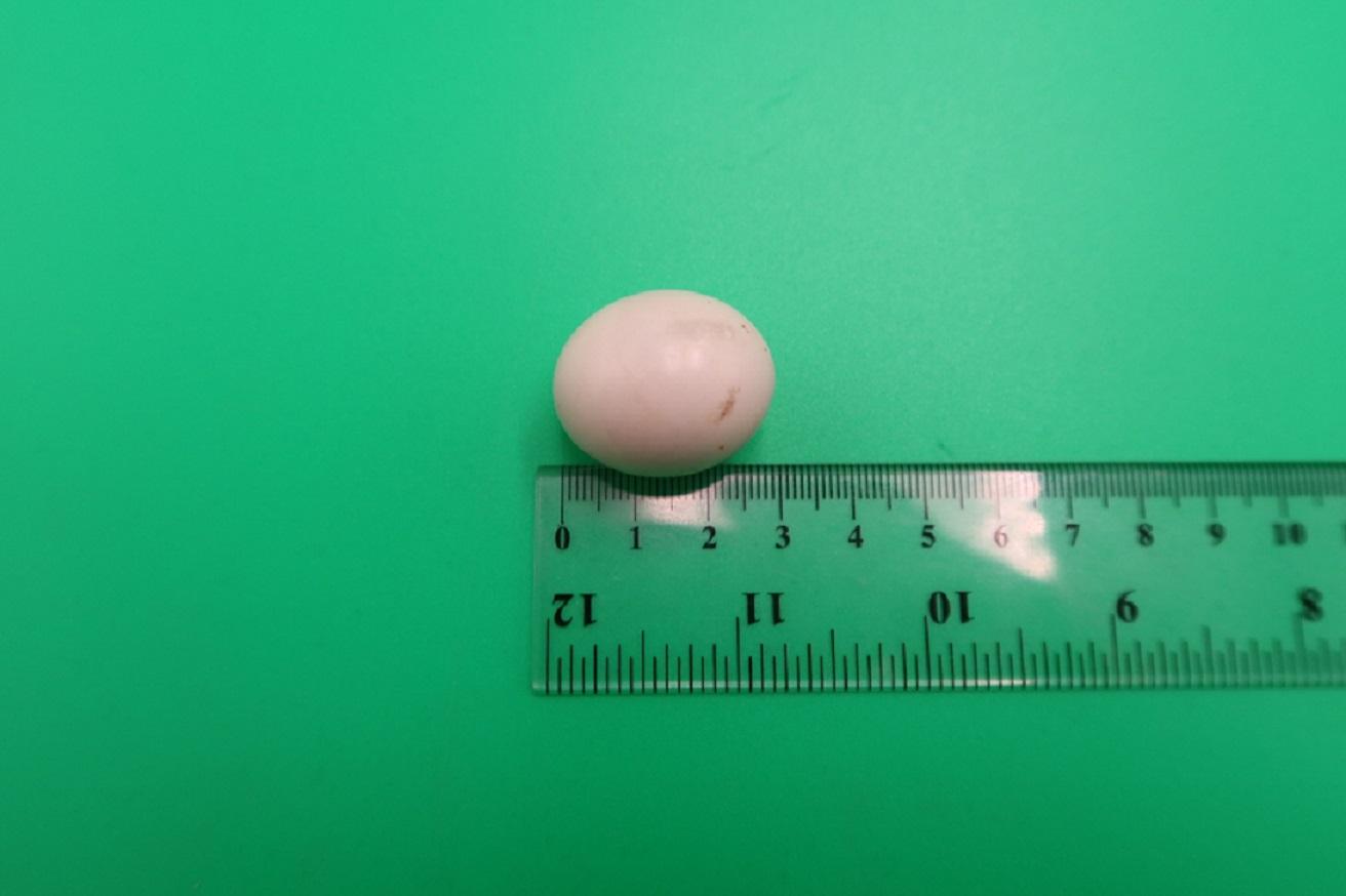 Hong Kong Customs yesterday (March 1) seized 188 eggs of suspected scheduled endangered bird species at Hong Kong International Airport. Photo shows one of the suspected scheduled endangered bird eggs seized.