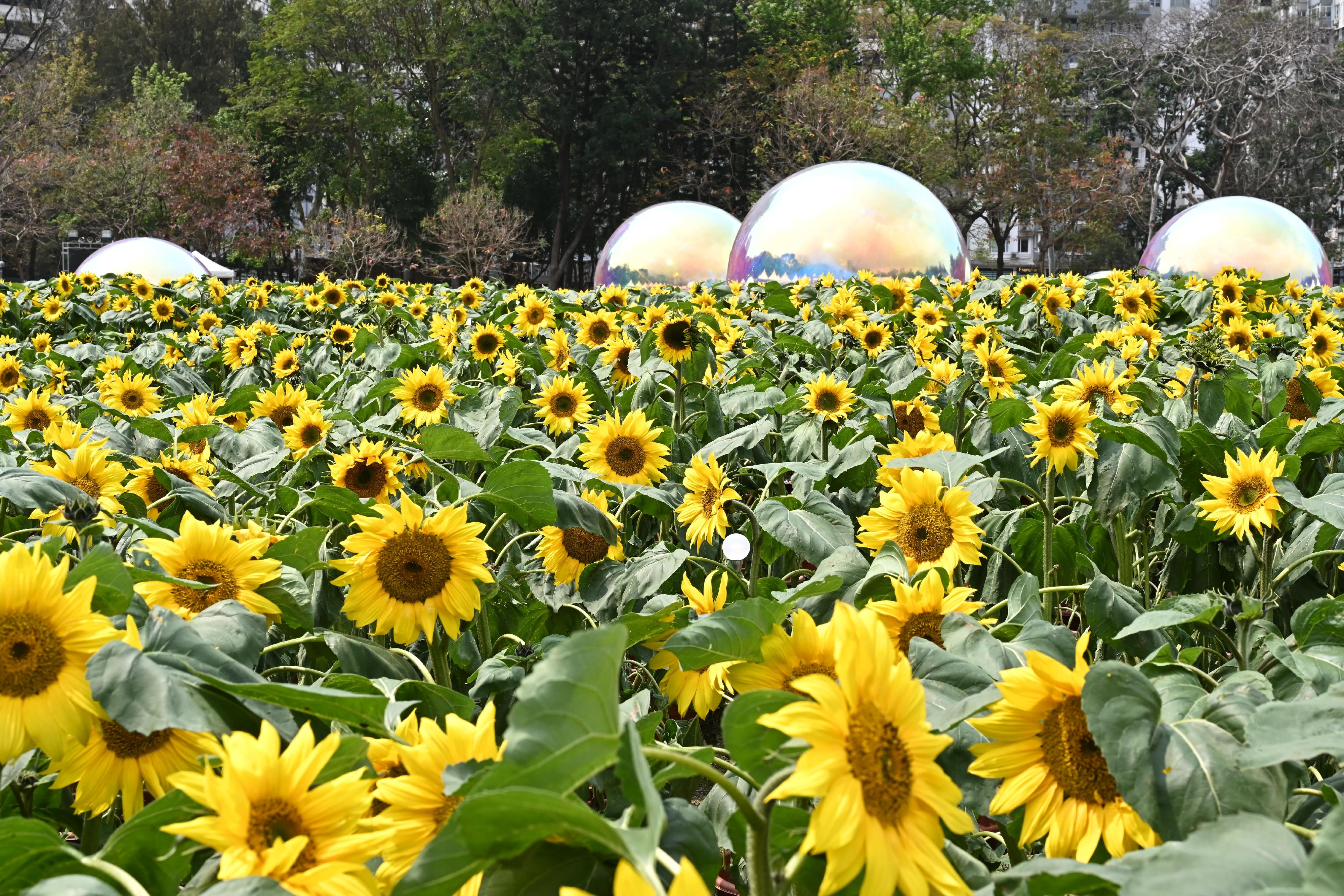 The Hong Kong Flower Show 2024 will be held at Victoria Park from tomorrow (March 15) until March 24. This year's flower show features "Floral Joy Around Town" as the main theme and angelonia as the theme flower. A sunflower field on the central lawn forms a wondrous scene brimming with life.
