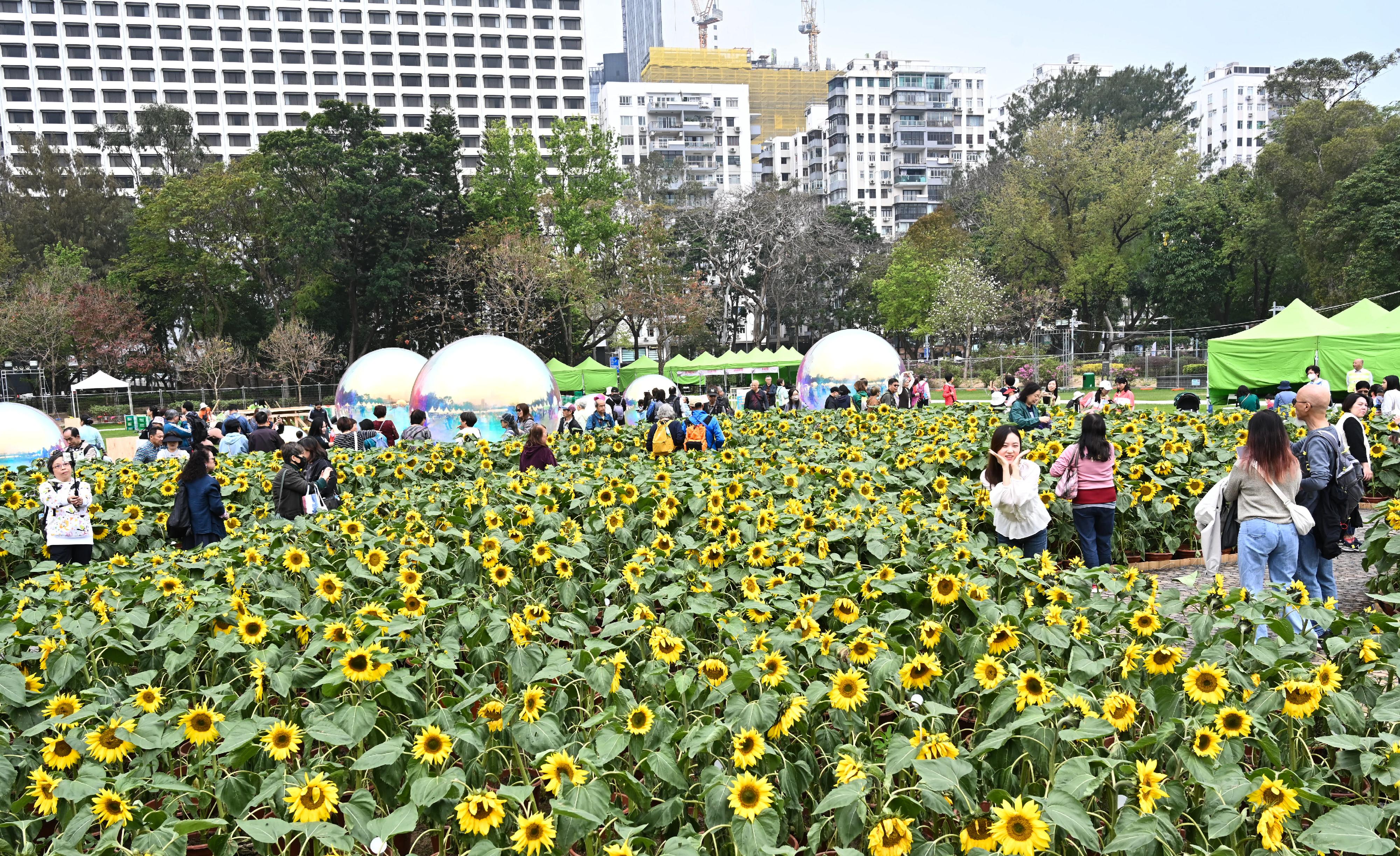 每年一度的赏花盛事香港花卉展览今日（三月十五日）在维多利亚公园开幕，展出约四十二万株花卉，包括约四万株主题花香彩雀。向日葵花海内种有超过五千株花，成为拍照热点。