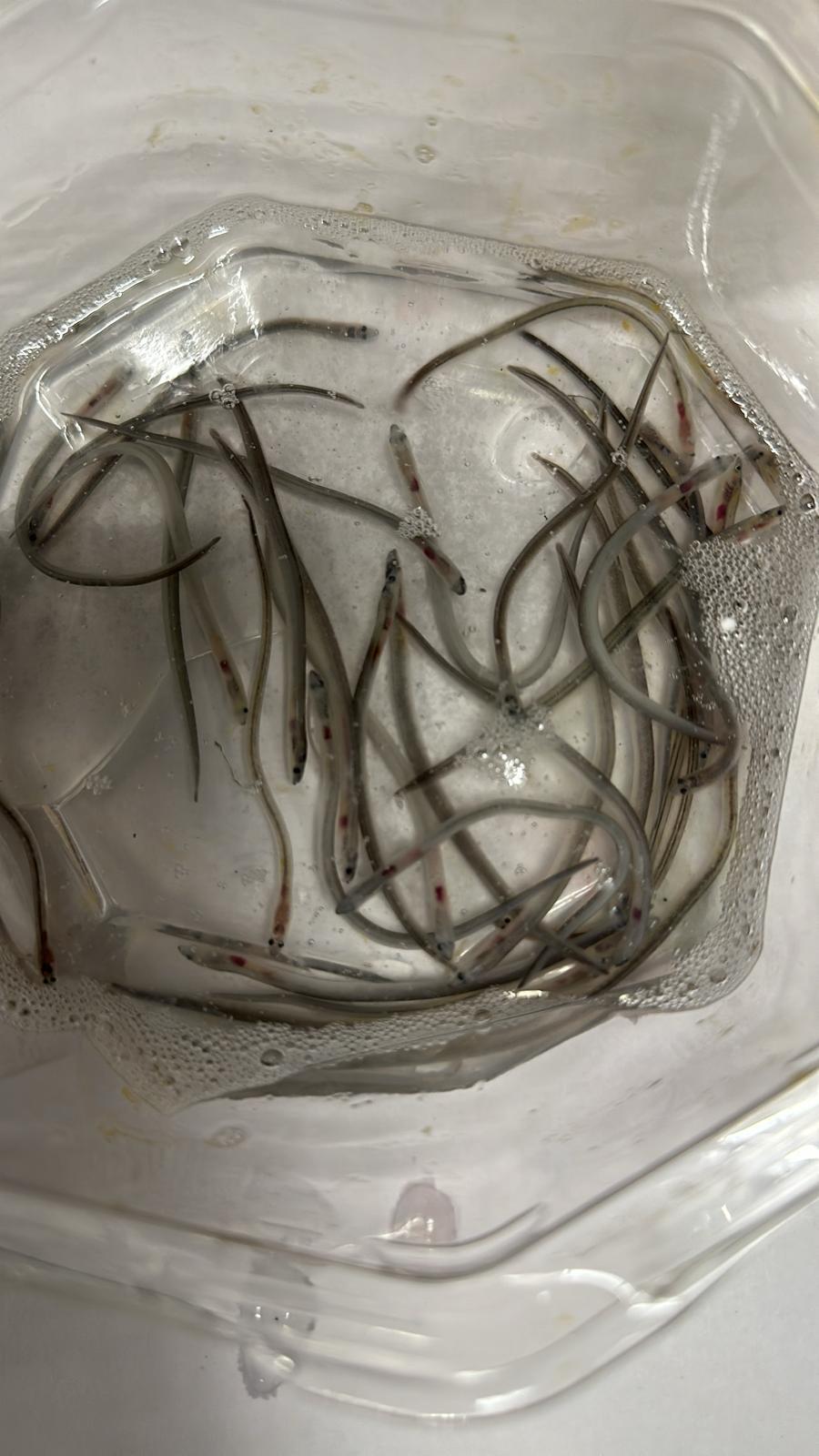 漁農自然護理署昨日（三月十四日）在香港國際機場檢取53公斤鰻魚苗，當中包括受管制的品種。圖示部分檢取的歐洲鰻鱺魚苗。