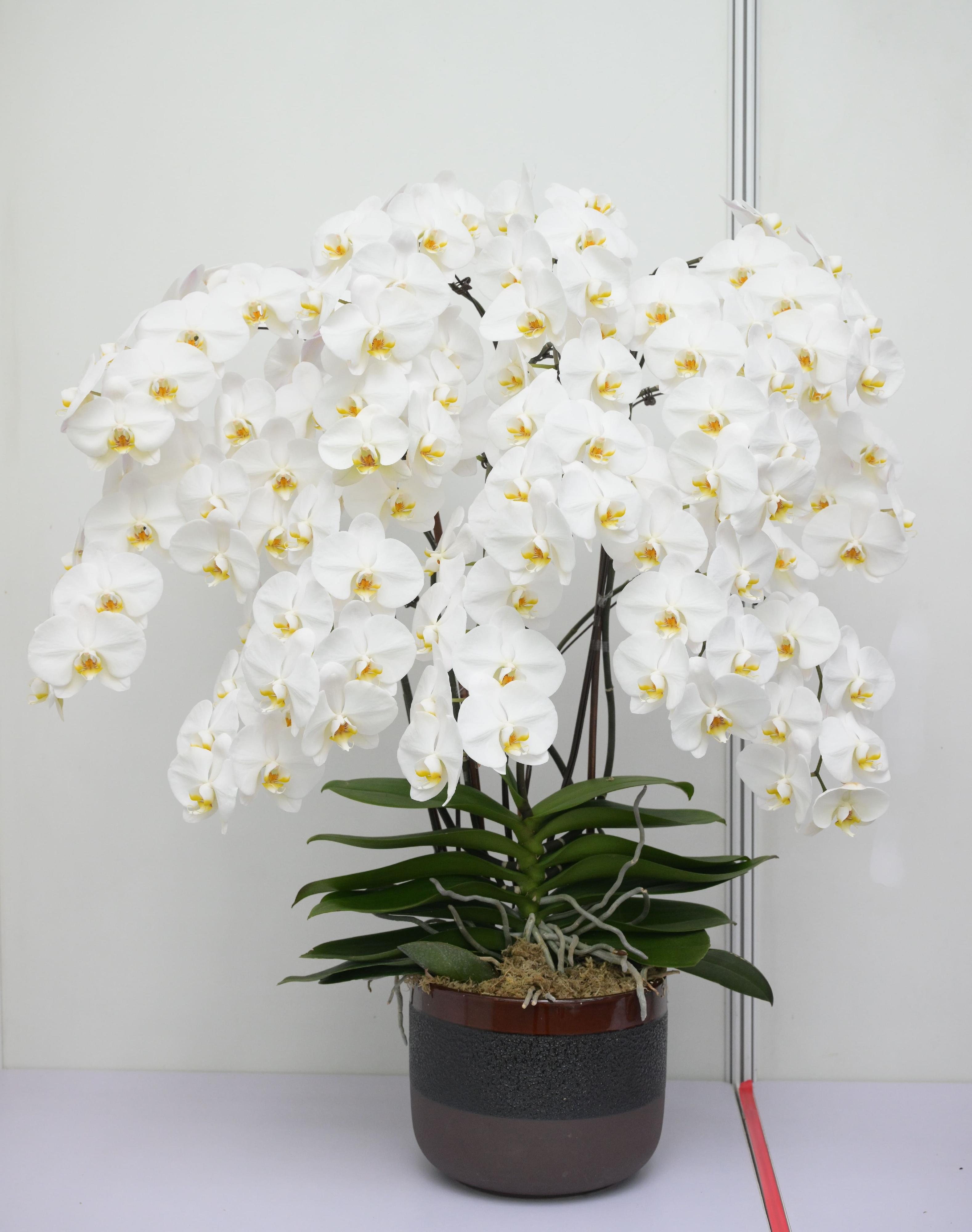 香港花卉展覽的其中一項主要活動——植物展品比賽今日（三月十六日）公布得獎名單，圖中一盆形態優美的蘭花為公開組全場總冠軍展品。