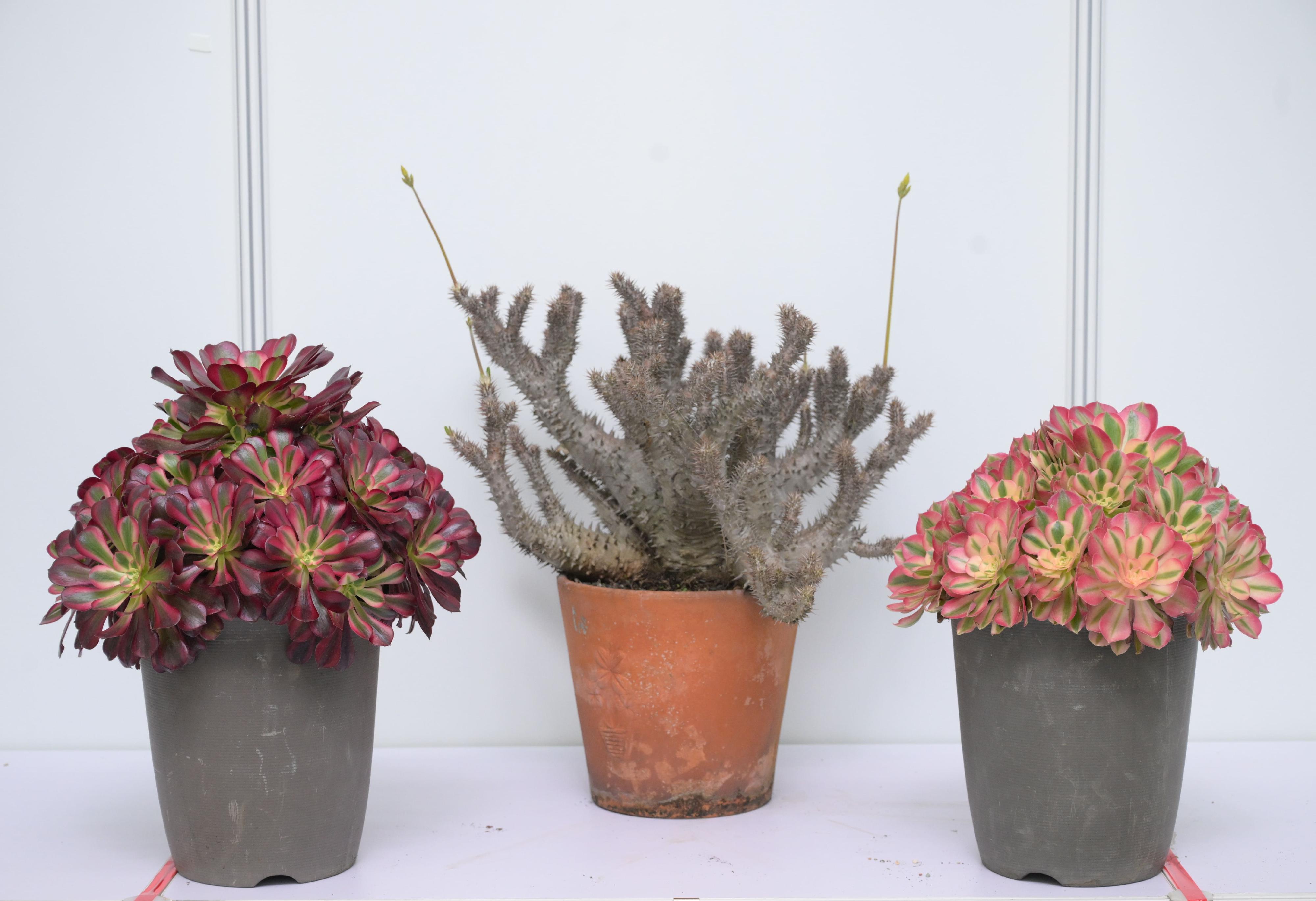 The winners of the plant exhibit competition, one of the major activities of the Hong Kong Flower Show, were announced today (March 16). Photo shows the best exhibit in the School Section, three pots of outstanding succulent plants.