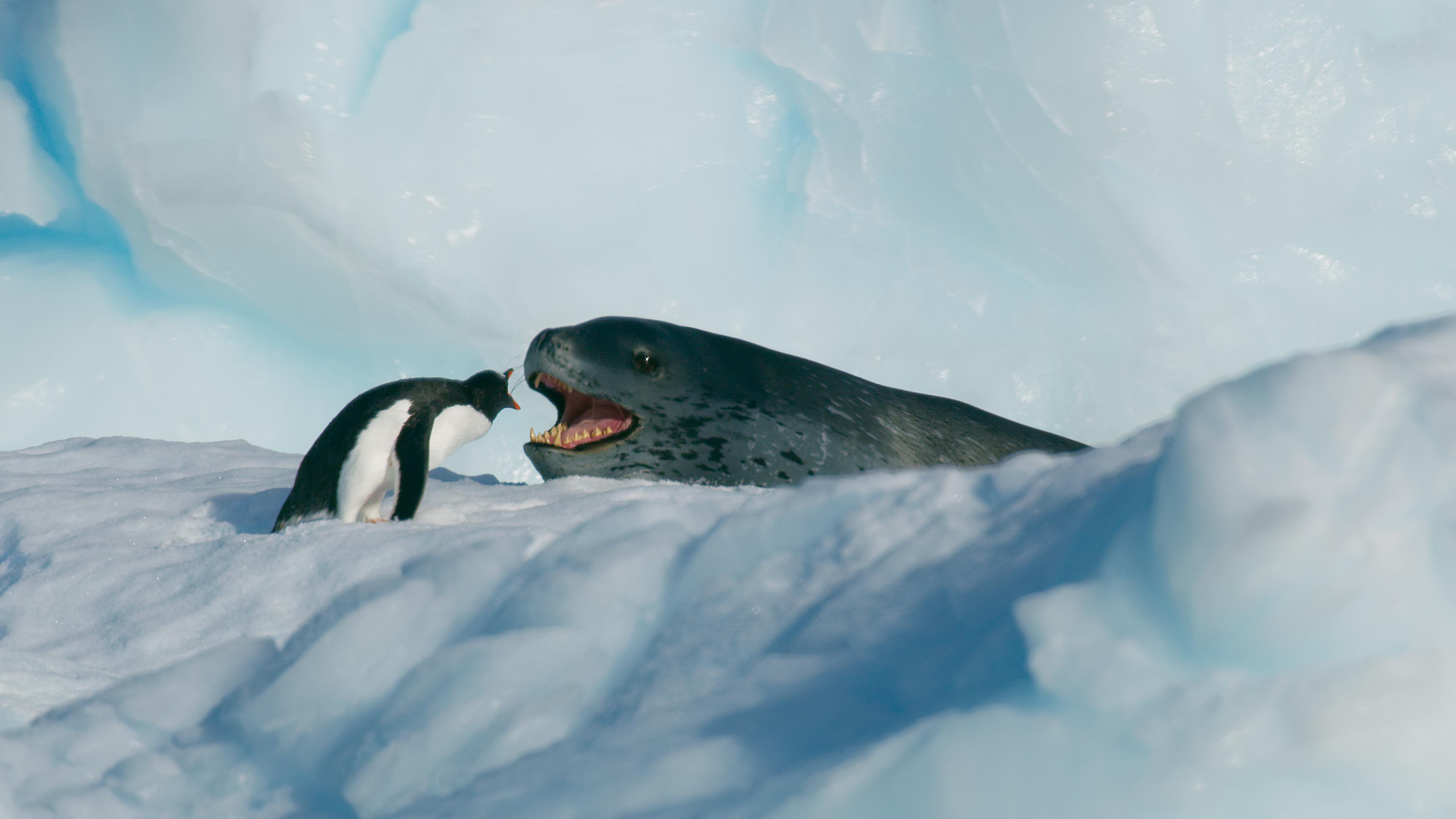 香港太空館天象廳由四月一日（星期一）起放映全新立體球幕電影《極南之地3D》，帶領觀眾探索南極洲。圖示南極洲海冰上的巴布亞企鵝及海豹。（圖片來源︰BBC NHU）