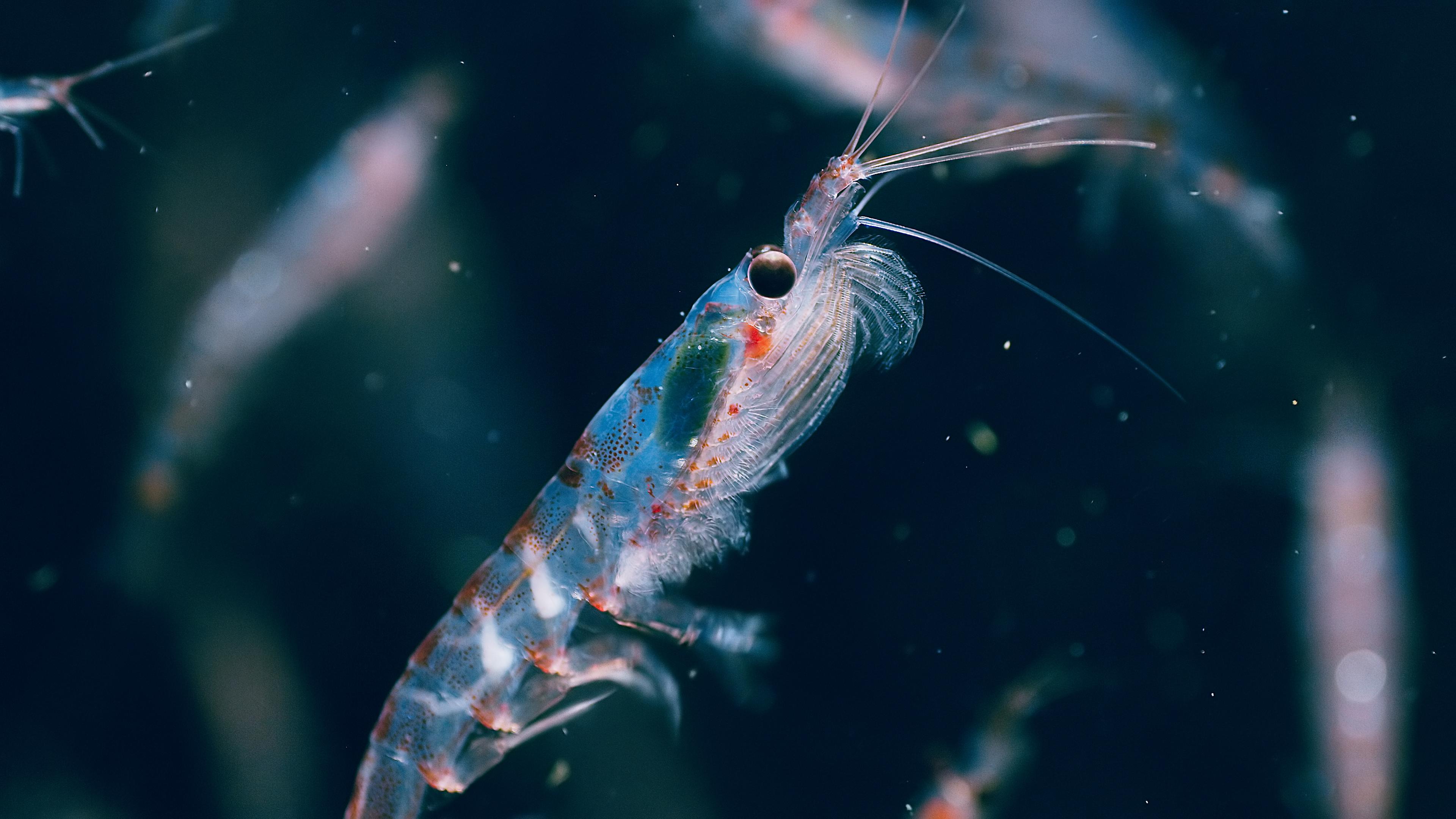 The Hong Kong Space Museum is screening a new 3D dome show, "Antarctica 3D", at its Space Theatre starting from April 1 (Monday) to lead audiences to explore the Antarctica. Photo shows a Antarctic krill. (Photo source: BBC NHU)