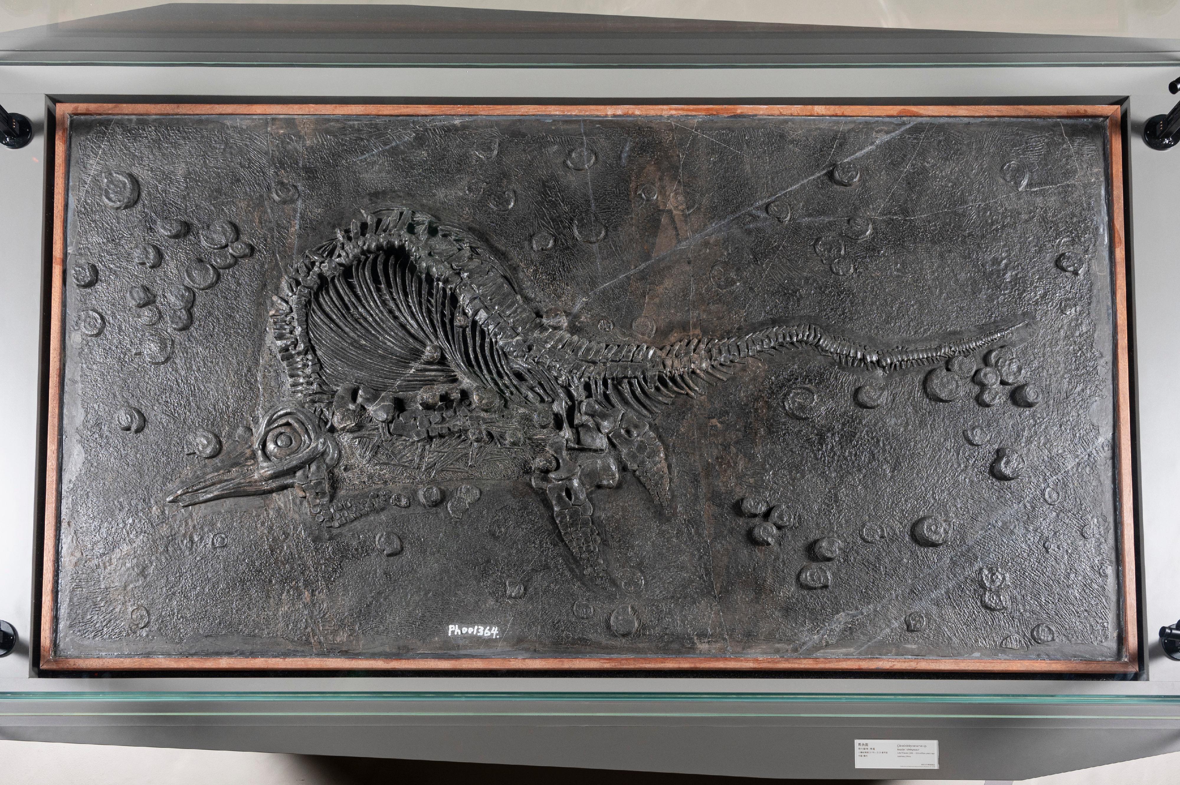 现正在香港科学馆古生物展厅举行的常设展览「灭绝．新生」将局部由四月六日（星期六）至四月底短暂关闭以更换展品。图示即将归还予国家自然博物馆、中国特有的鱼龙品种黔鱼龙的化石。