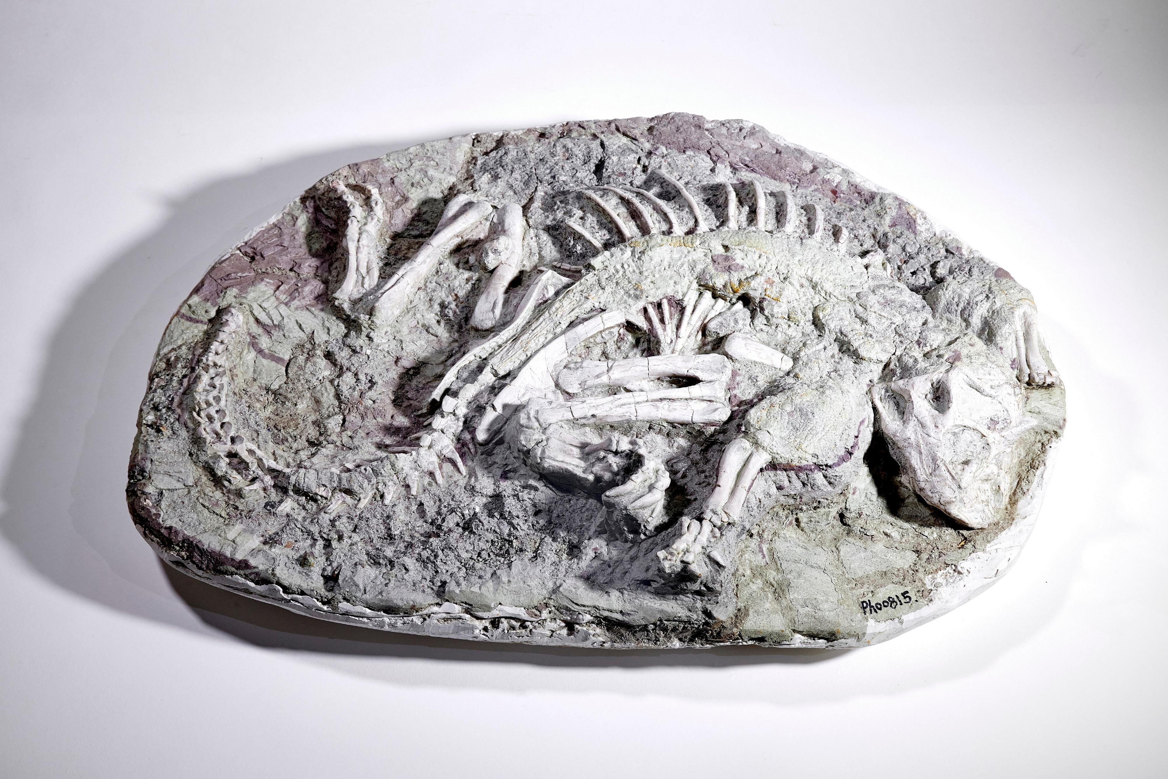 现正在香港科学馆古生物展厅举行的常设展览「灭绝．新生」将局部由四月六日（星期六）至四月底短暂关闭以更换展品。图示即将归还予国家自然博物馆的鹦鹉嘴龙木乃伊化石。
