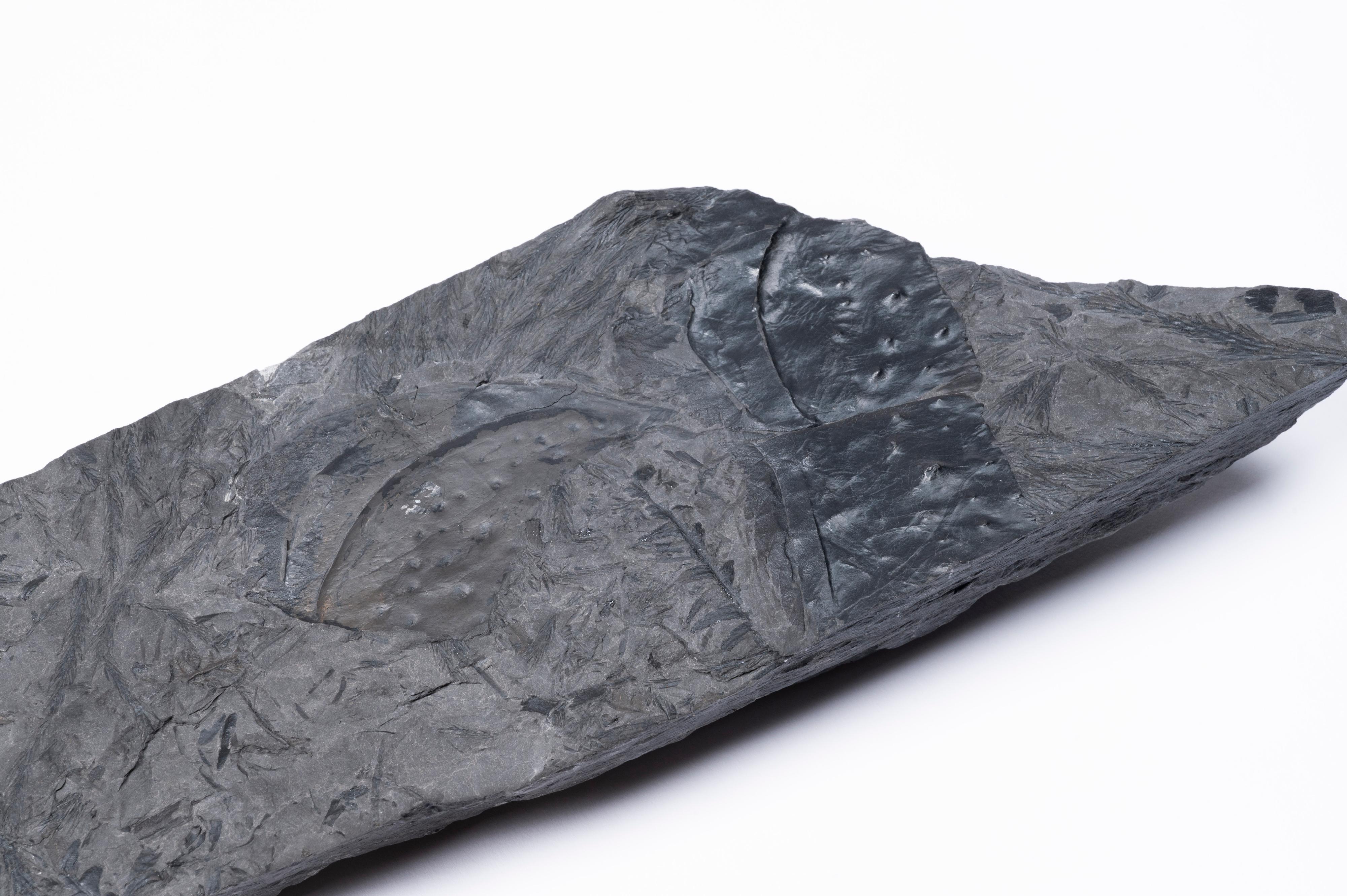 現正在香港科學館古生物展廳舉行的常設展覽「滅絕．新生」將局部由四月六日（星期六）至四月底短暫關閉以更換展品。圖示史上最大的陸上節肢動物，三億年前的節胸蟲背甲化石，將會於更換展品後展出。
