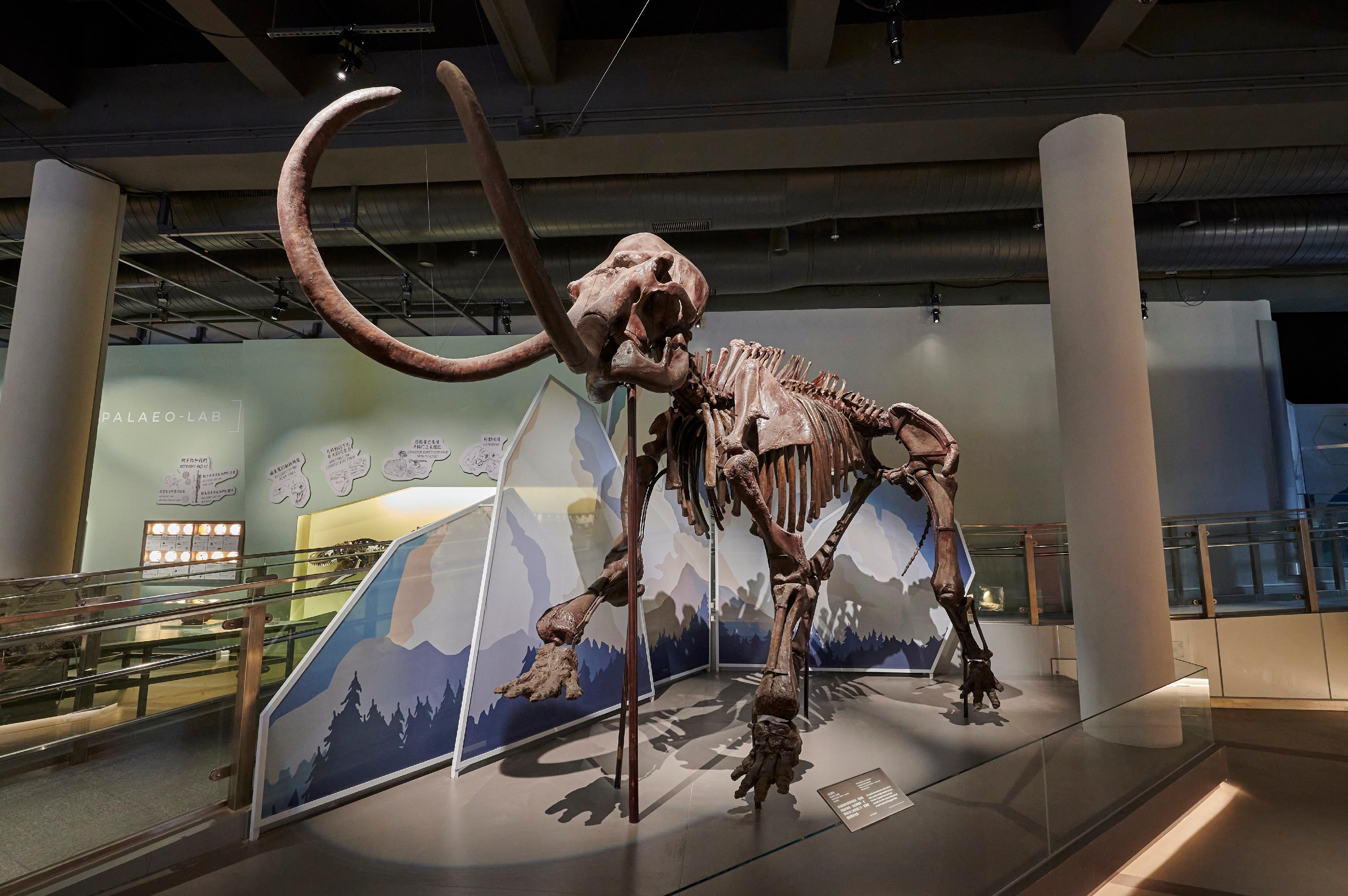 Part of the permanent exhibition "Extinction·Resilience" at the Palaeontology Gallery at the Hong Kong Science Museum will be temporarily closed from April 6 (Saturday) to the end of April for renewal of exhibits. Photo shows the woolly mammoth fossil with a height of over 3 metres, which will be returned to the National Natural History Museum of China.