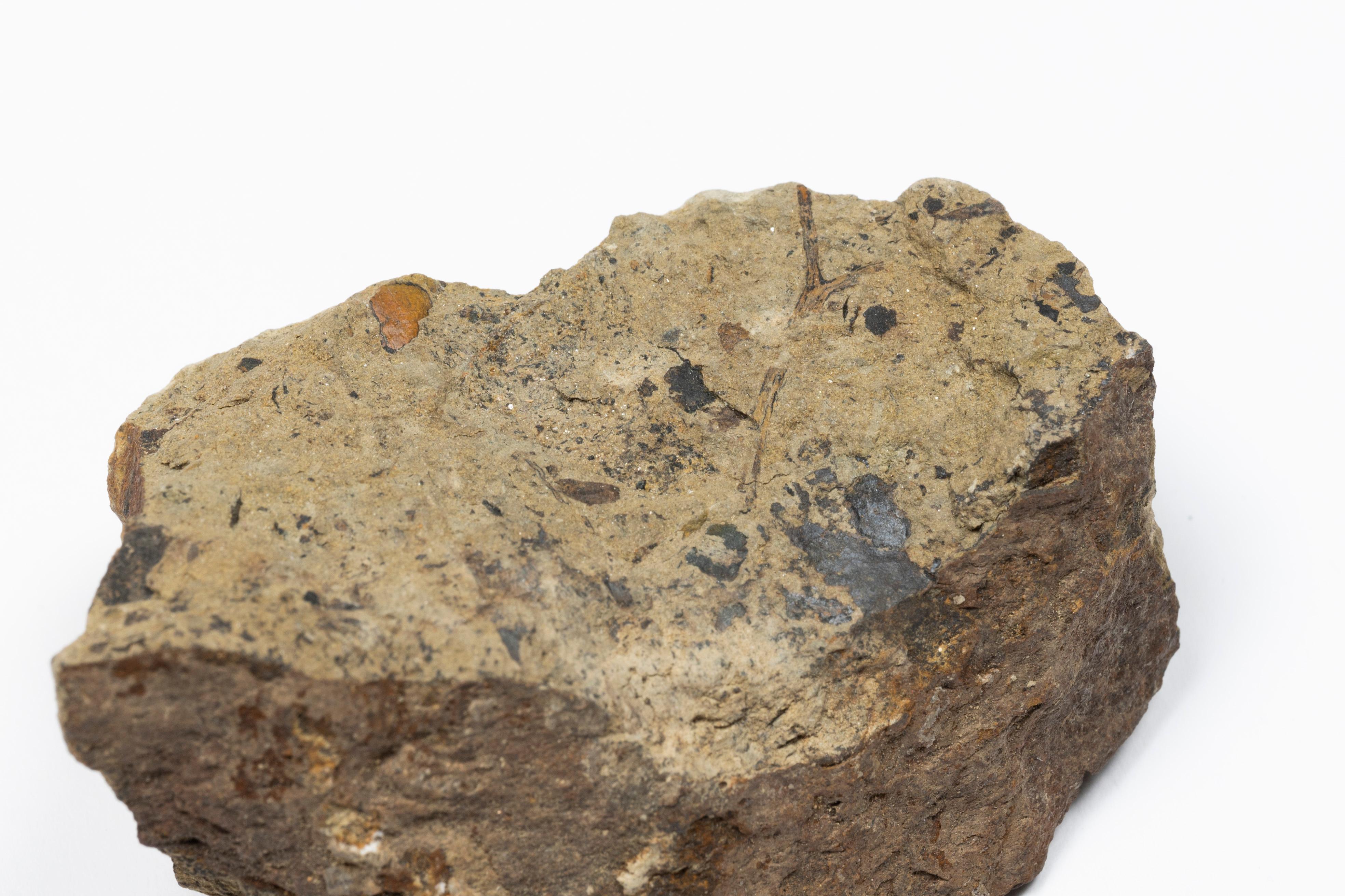 Part of the permanent exhibition "Extinction·Resilience" at the Palaeontology Gallery at the Hong Kong Science Museum will be temporarily closed from April 6 (Saturday) to the end of April for renewal of exhibits. Photo shows a fossil of Cooksonia barrandei formed 423 million years ago, which is one of the earliest land plants on Earth . It will be displayed after the renewal of exhibits.
