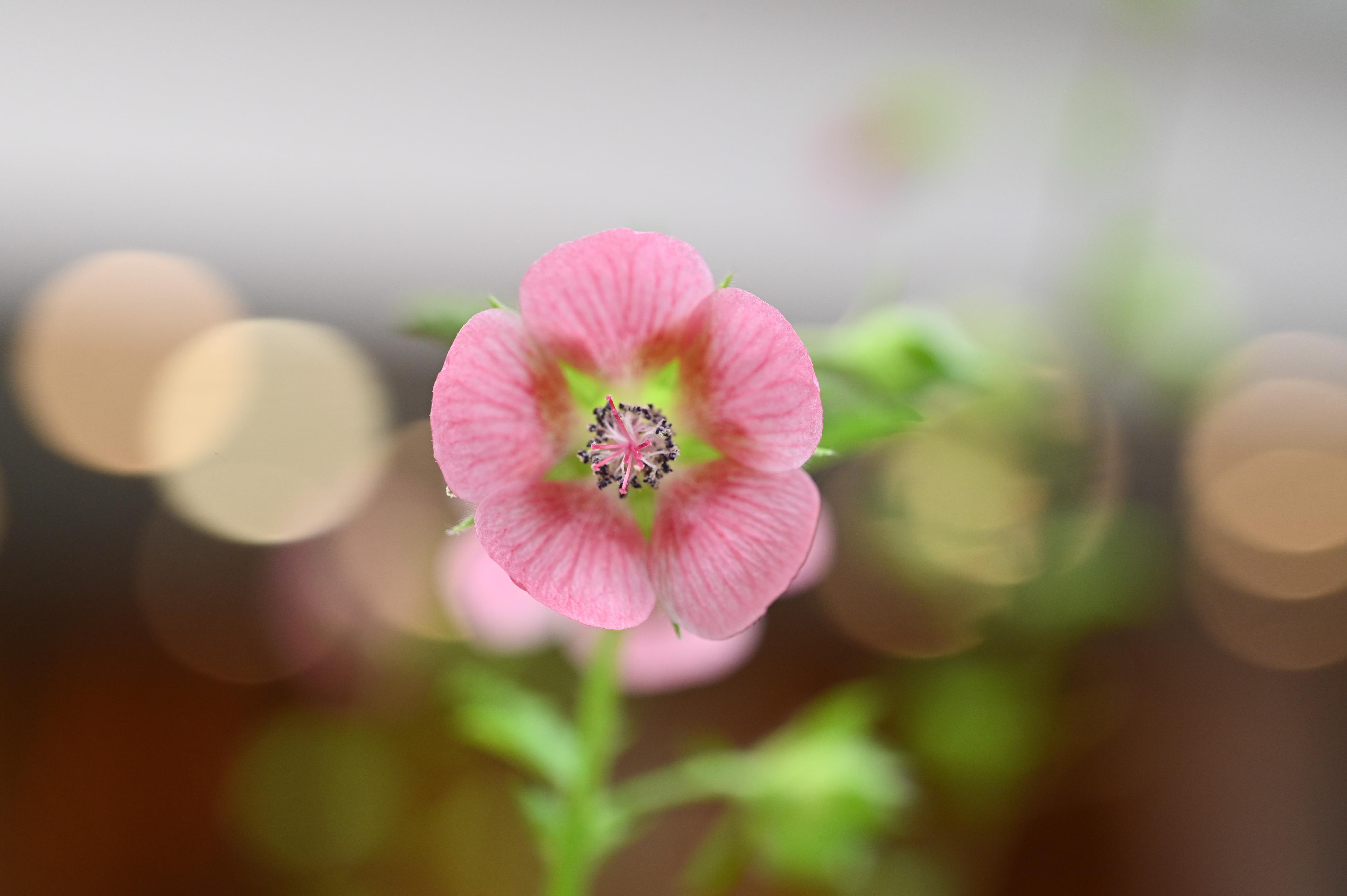 康乐及文化事务署辖下香港公园霍士杰温室四月二十二日起举办食用花与香草展览，展出500多株不同形态的春季食用花与香草。图示展览内展出的小木槿。