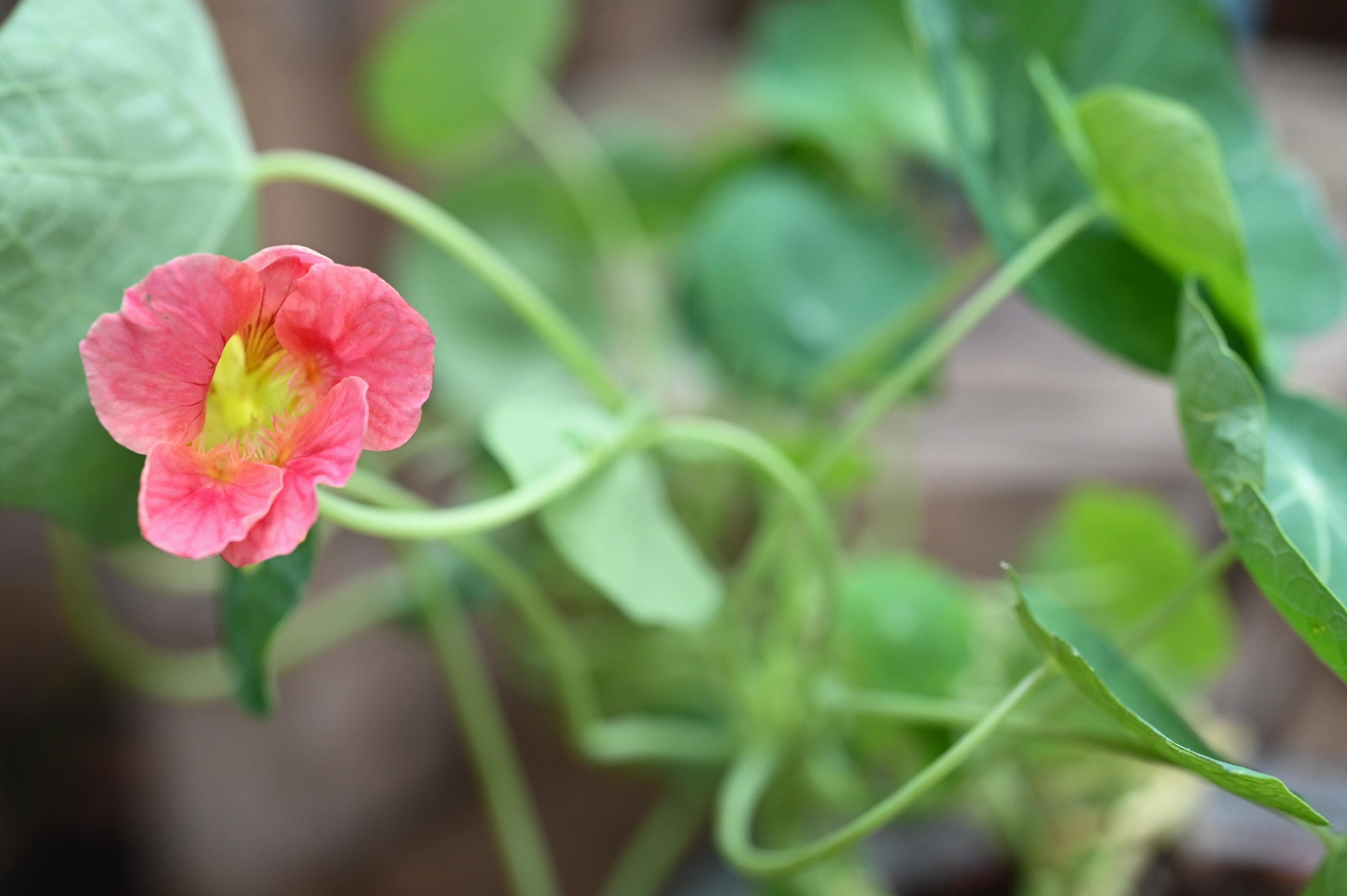 Starting from April 22, a rich variety of about 500 edible flowers and herbs for springtime will be displayed at an exhibition to be held at the Forsgate Conservatory in Hong Kong Park managed by the Leisure and Cultural Services Department. Photo shows a Nasturtium in the exhibition.