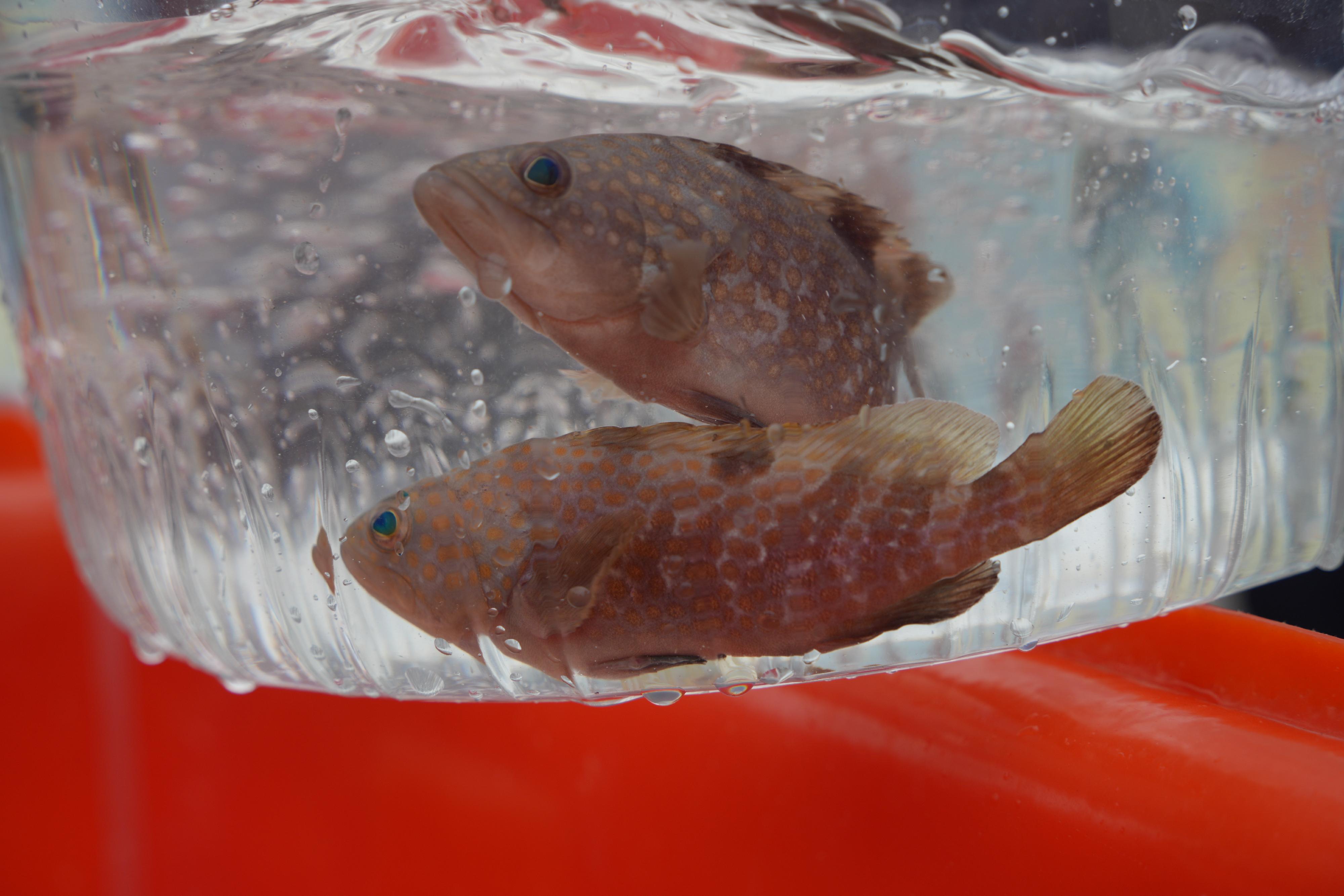 渔农自然护理署今日（六月六日）「全国放鱼日」举办增殖放流活动。图示作放流的红斑（赤点石斑）幼鱼。