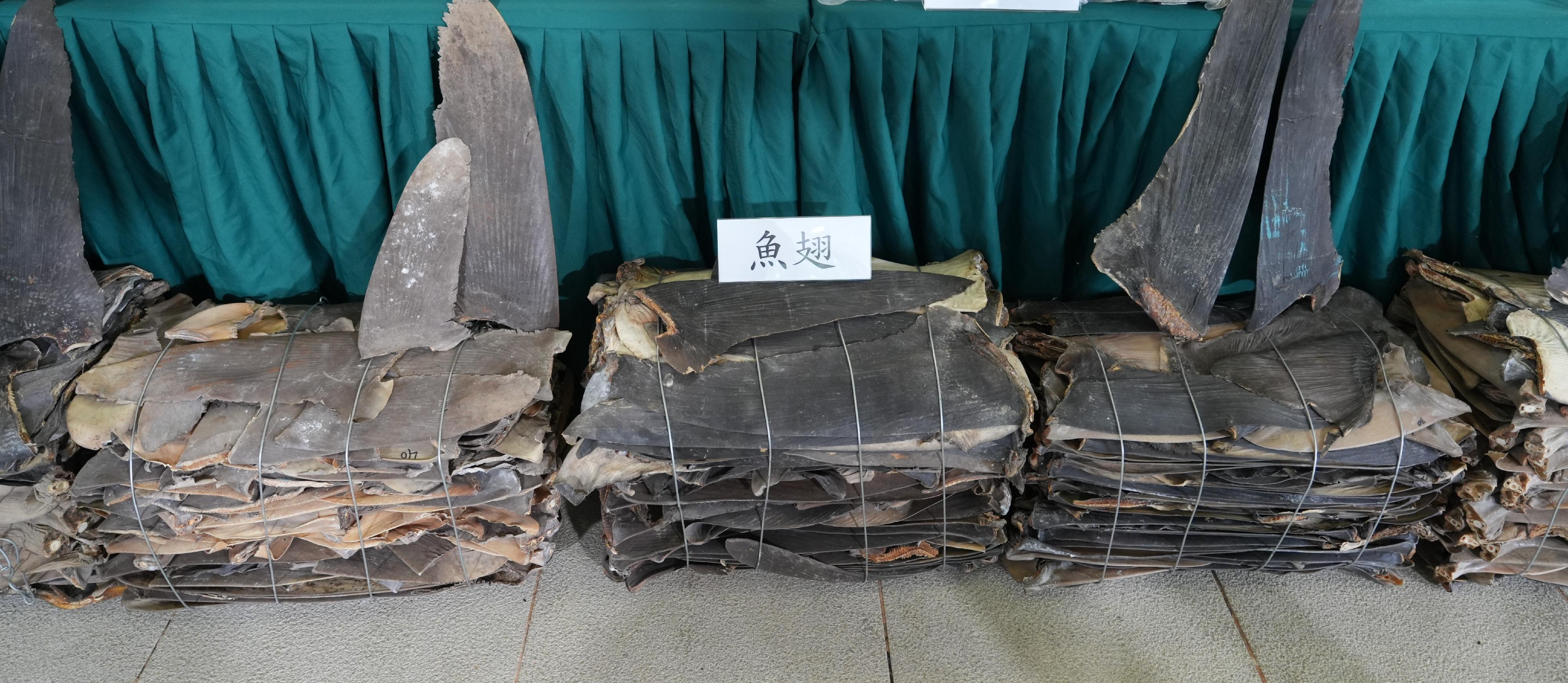 Hong Kong Customs on June 6 detected a suspected smuggling case involving a river trade vessel. A large batch of suspected smuggled goods, with a total estimated market value of about $10 million, was seized. Photo shows some of the suspected scheduled shark fins seized.