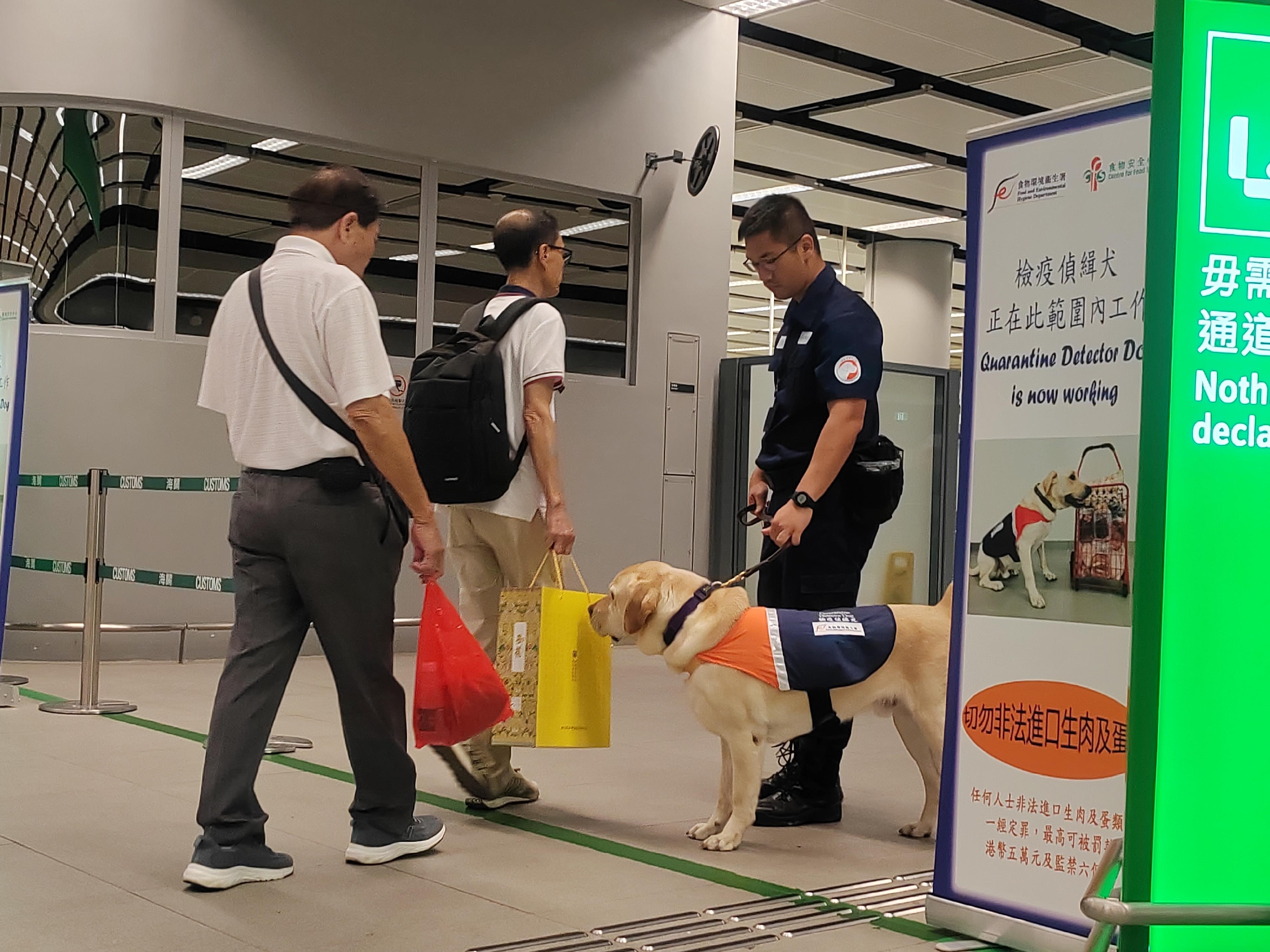 A spokesman for the Centre for Food Safety (CFS) of the Food and Environmental Hygiene Department announced today (June 13) that in order to combat inbound persons illegally bringing regulated food into Hong Kong, the CFS has stepped up interception and mounted enforcement actions, and deployed quarantine detector dogs to assist law enforcement officers in carrying out their duties at various land boundary control points, all in an effort to safeguard public health. Photo shows a quarantine detector dog assisting a law enforcement officer carrying out his duties at a boundary control point.