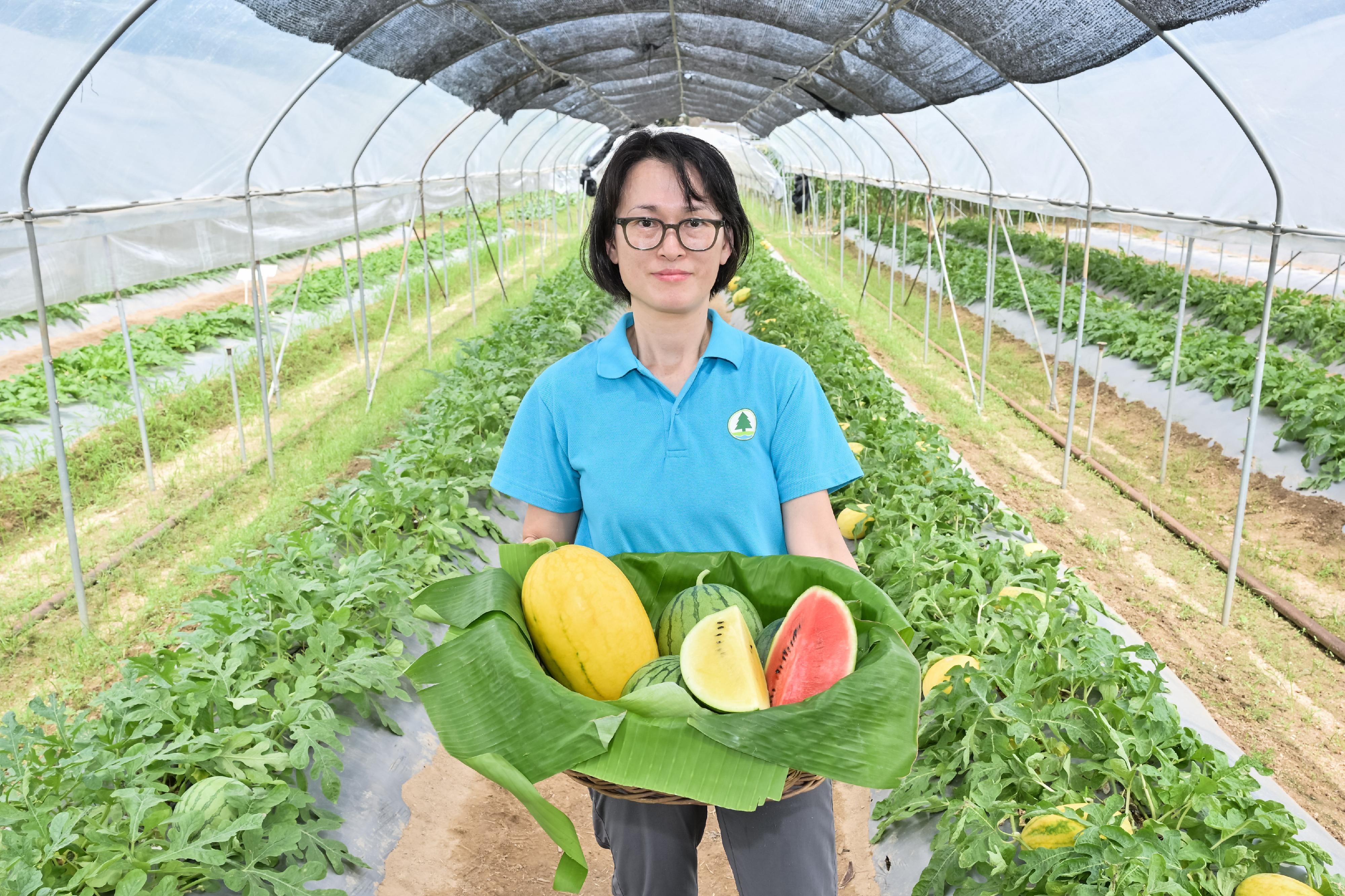 The Agriculture, Fisheries and Conservation Department (AFCD) will hold the Local Organic Watermelon Festival 2024 from June 21. The AFCD introduced four highlighted varieties of organic watermelons this year. Photo shows Agricultural Officer (Horticulture) of the AFCD, Ms Wong Mun-wai, introducing the highlighted varieties of watermelons as part of the department's promotion of organic farming practices today (June 18).