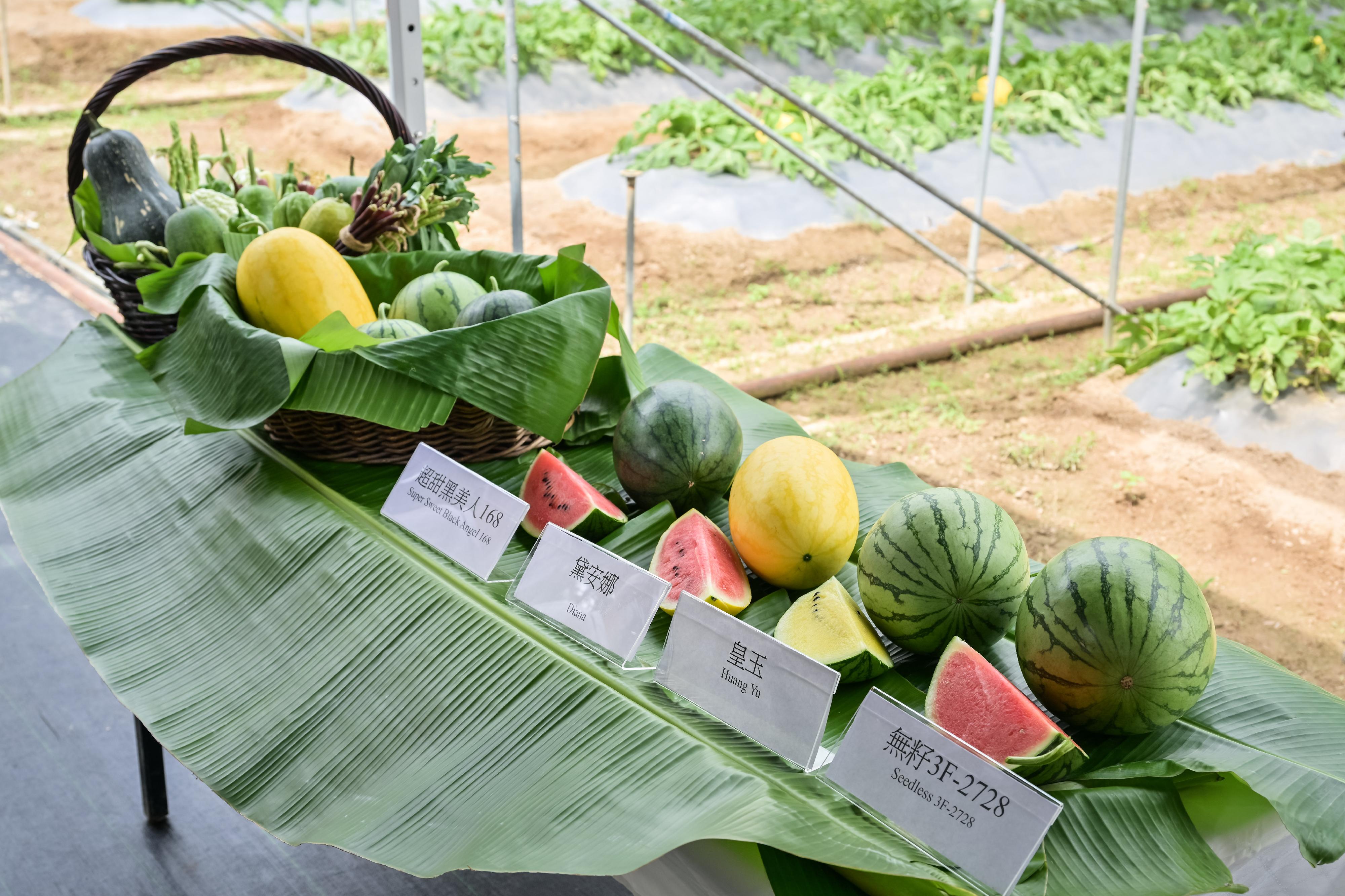 The Agriculture, Fisheries and Conservation Department (AFCD) will hold the Local Organic Watermelon Festival 2024 from June 21. The AFCD introduced four highlighted varieties of organic watermelons this year. Photo shows the four highlighted varieties of organic watermelons, namely (from left) Super Sweet Black Angel 168, Diana, Huang Yu, and seedless 3F-2728.