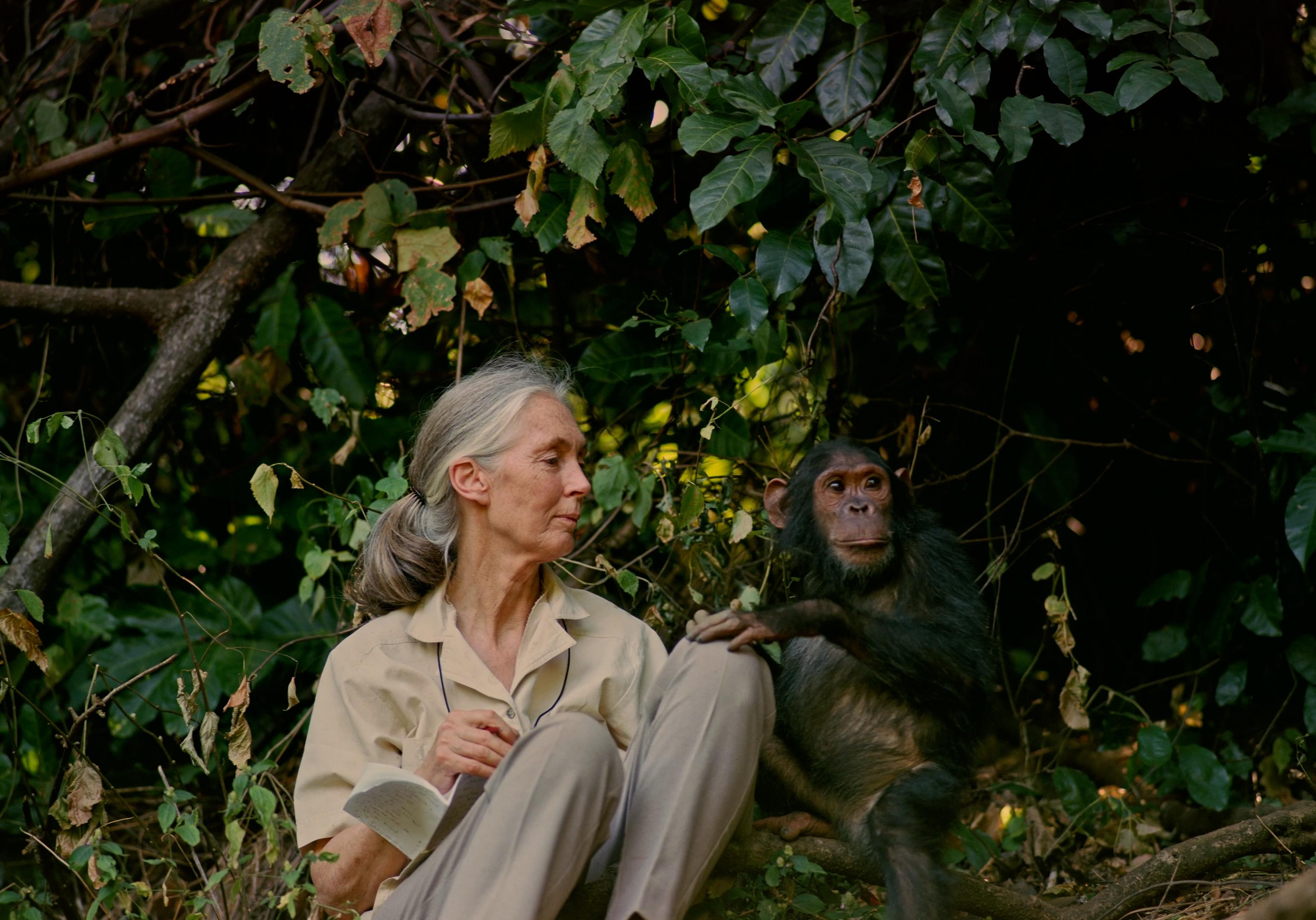 The Hong Kong Space Museum will launch a new dome show, "Jane Goodall - Reasons for Hope", at its Space Theatre from July 1 (Monday), allowing audiences to follow Dr Goodall's research and her ecosystem conservation efforts in locations such as Canada, the United States, Europe and Africa. It aims to raise audiences' awareness of natural ecology conservation and inspire them to contribute to the maintenance of Earth's ecology. Picture shows Dr Goodall studying chimpanzees in the Gombe area in Africa. (Source of photo: Science North)
