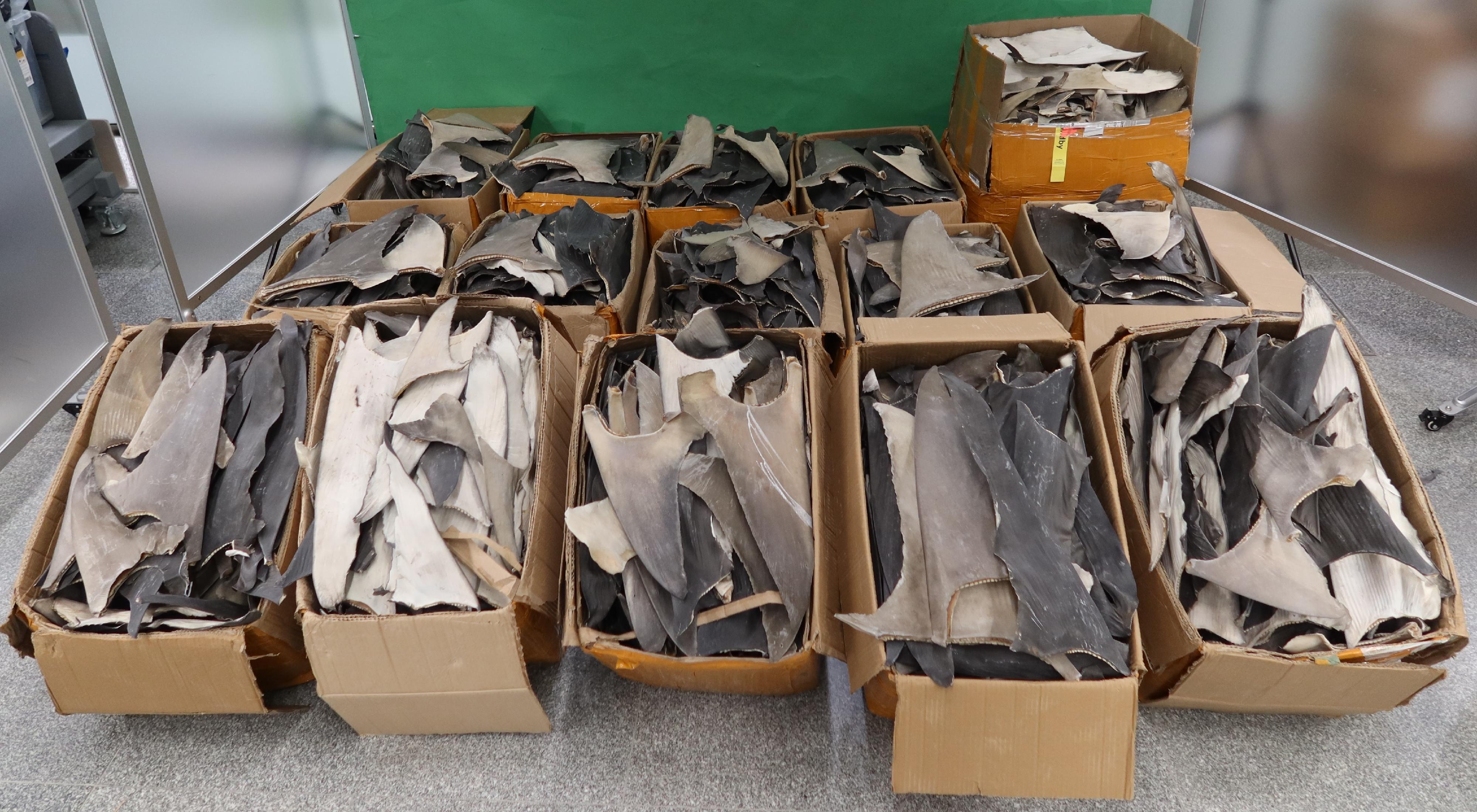 A man was convicted and sentenced to imprisonment for 12 months at the District Court today (July 24) for illegally importing fins of endangered sharks. Photo shows the seized dried fins, including fins of silky sharks and hammerhead sharks, which are Appendix II species listed under the Convention on International Trade in Endangered Species of Wild Fauna and Flora.