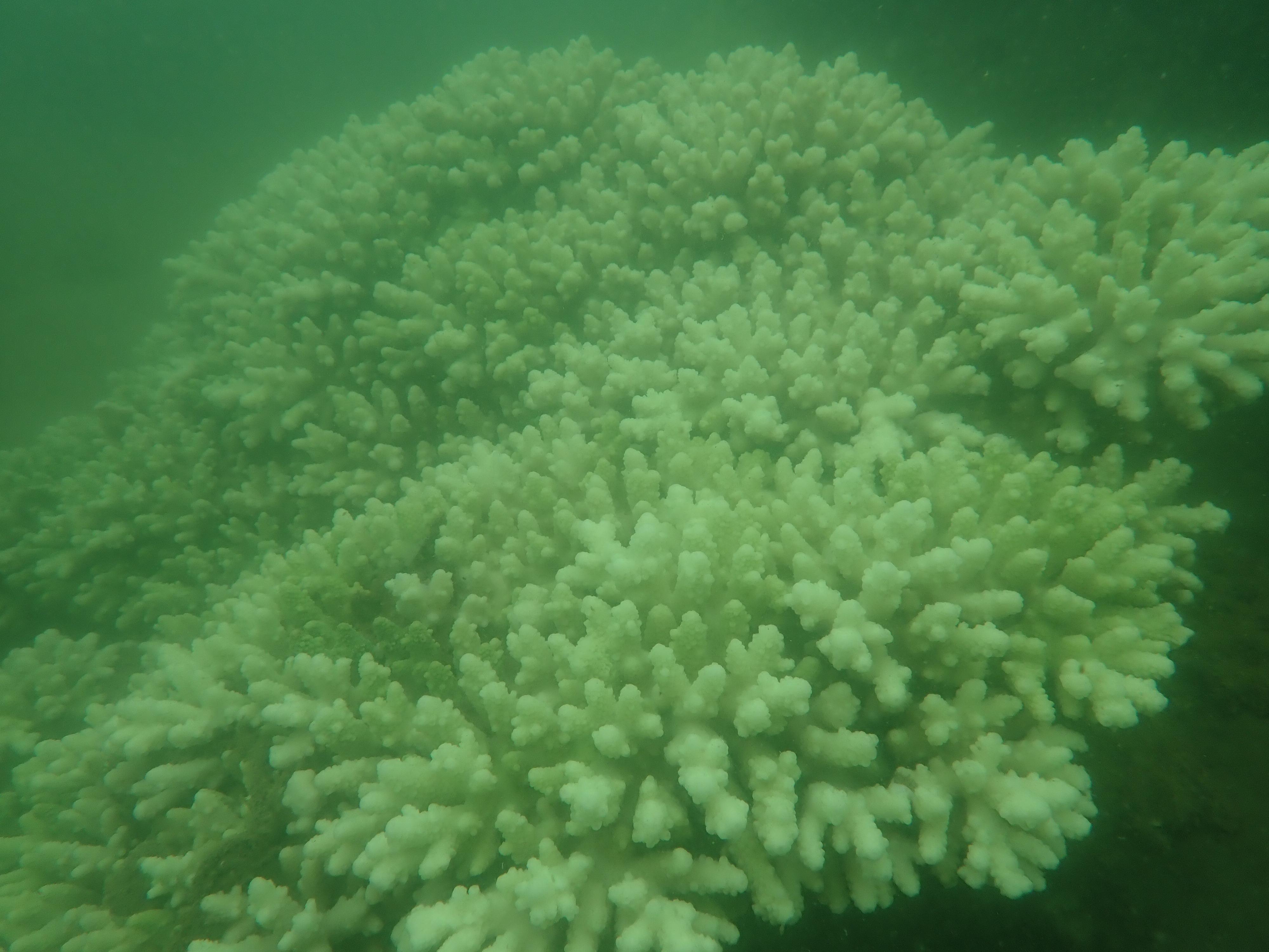 A spokesman for the Agriculture, Fisheries and Conservation Department (AFCD) said today (July 30) that the department recently noted coral bleaching in Hong Kong waters. The AFCD will keep monitoring the situation with experts and follow up as appropriate. Photo shows a coral community with signs of bleaching.