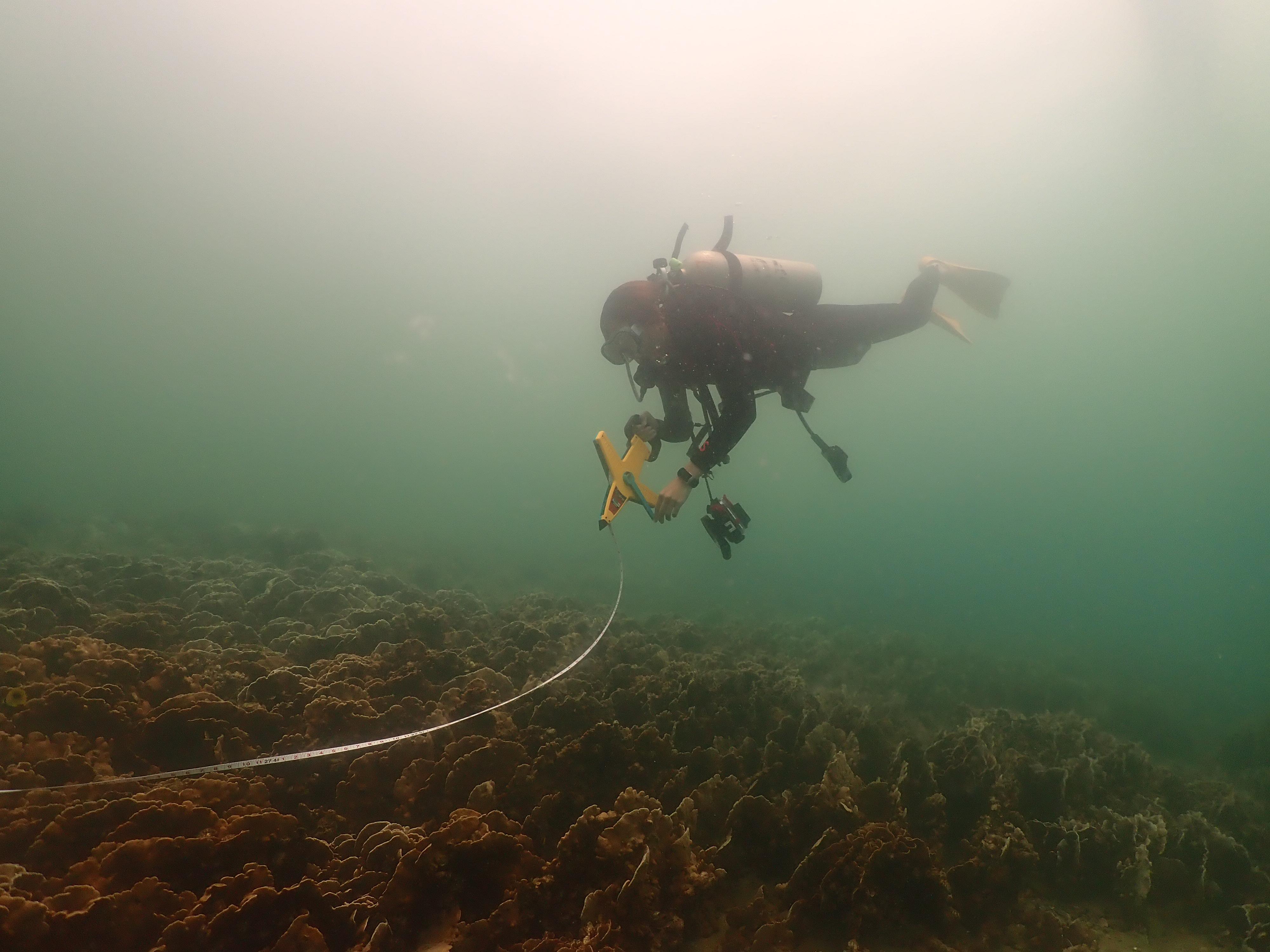 A spokesman for the Agriculture, Fisheries and Conservation Department (AFCD) said today (July 30) that the department recently noted coral bleaching in Hong Kong waters. The AFCD will keep monitoring the situation with experts and follow up as appropriate. Photo shows an AFCD staff member conducting surveys for coral bleaching.