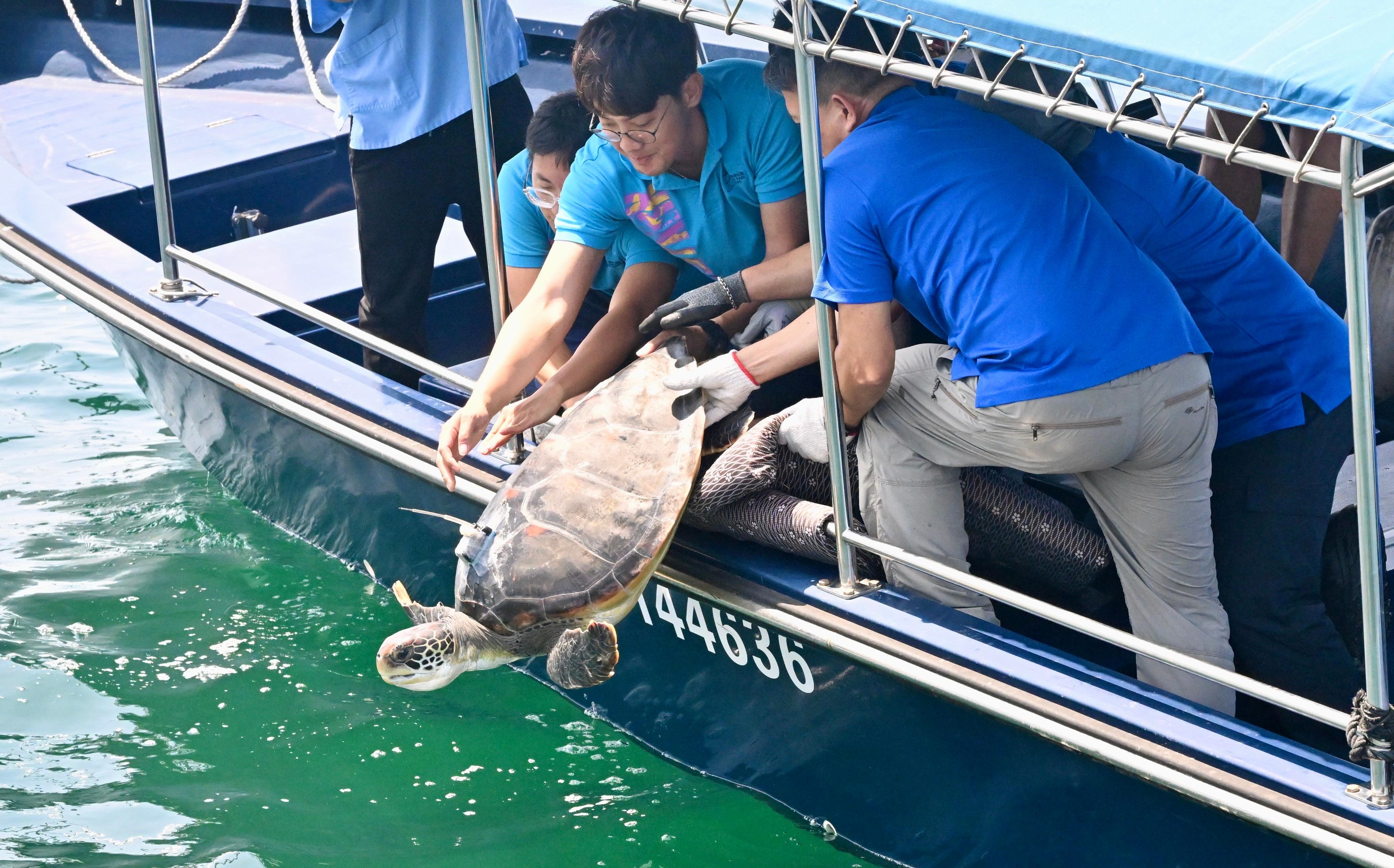 The Agriculture, Fisheries and Conservation Department (AFCD) released a green turtle in the southern waters of Hong Kong today (September 2). Photo shows the green turtle, rescued by AFCD officers, being released to the sea.