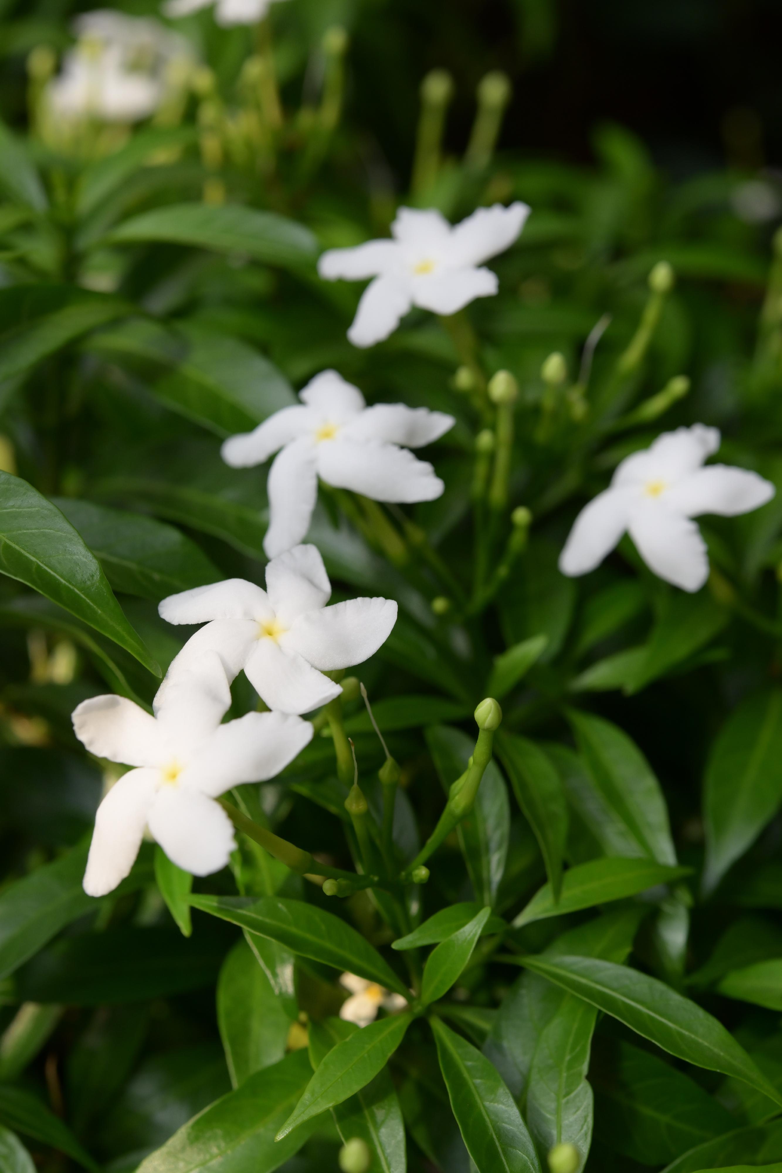 展覽內展出的狗牙花（又名馬茶花）。