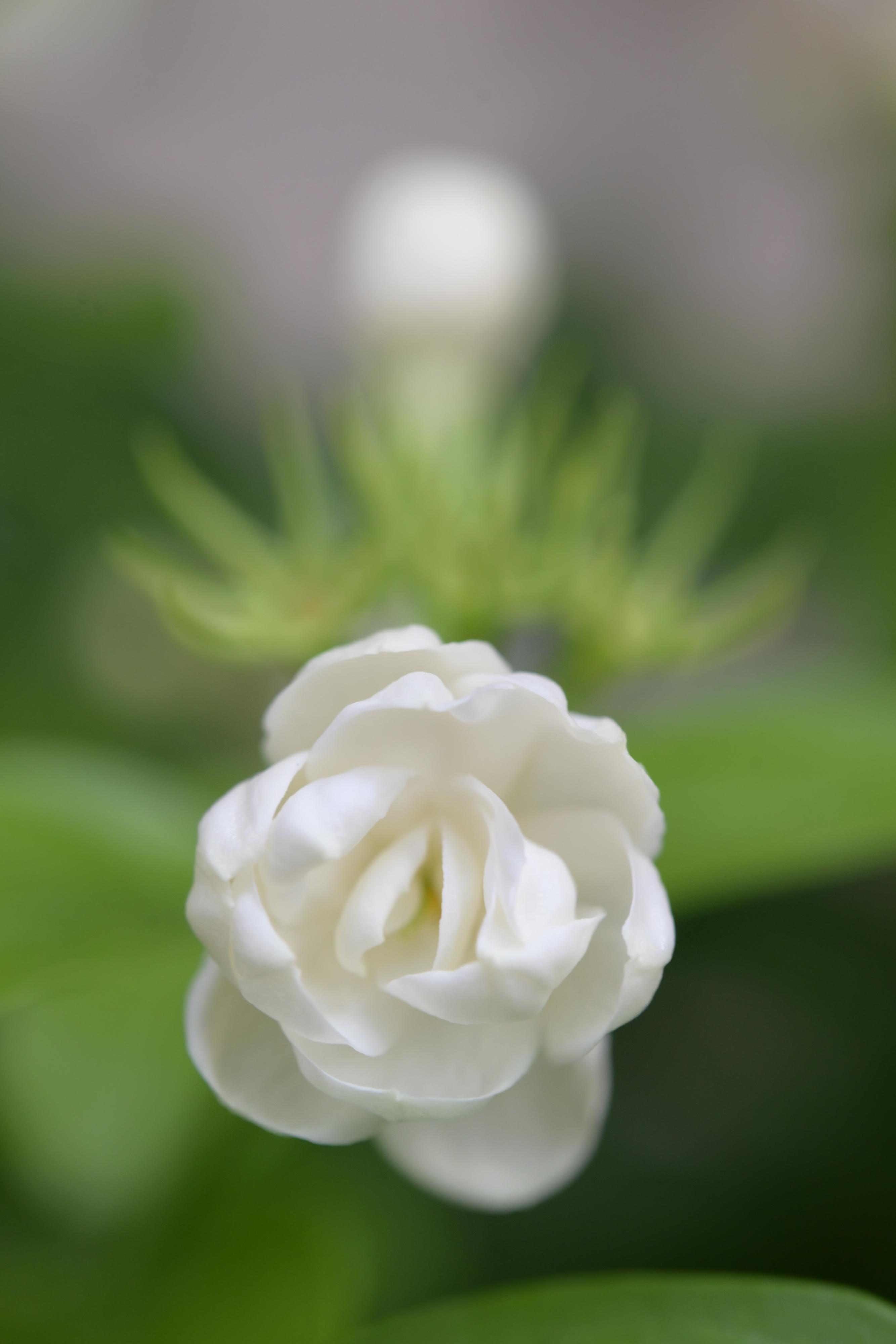 Starting from September 20, a rich variety of about 700 fragrant flowers will be displayed at an exhibition to be held at the Forsgate Conservatory in Hong Kong Park managed by the Leisure and Cultural Services Department. Photo shows an Arabian jasmine in the exhibition.