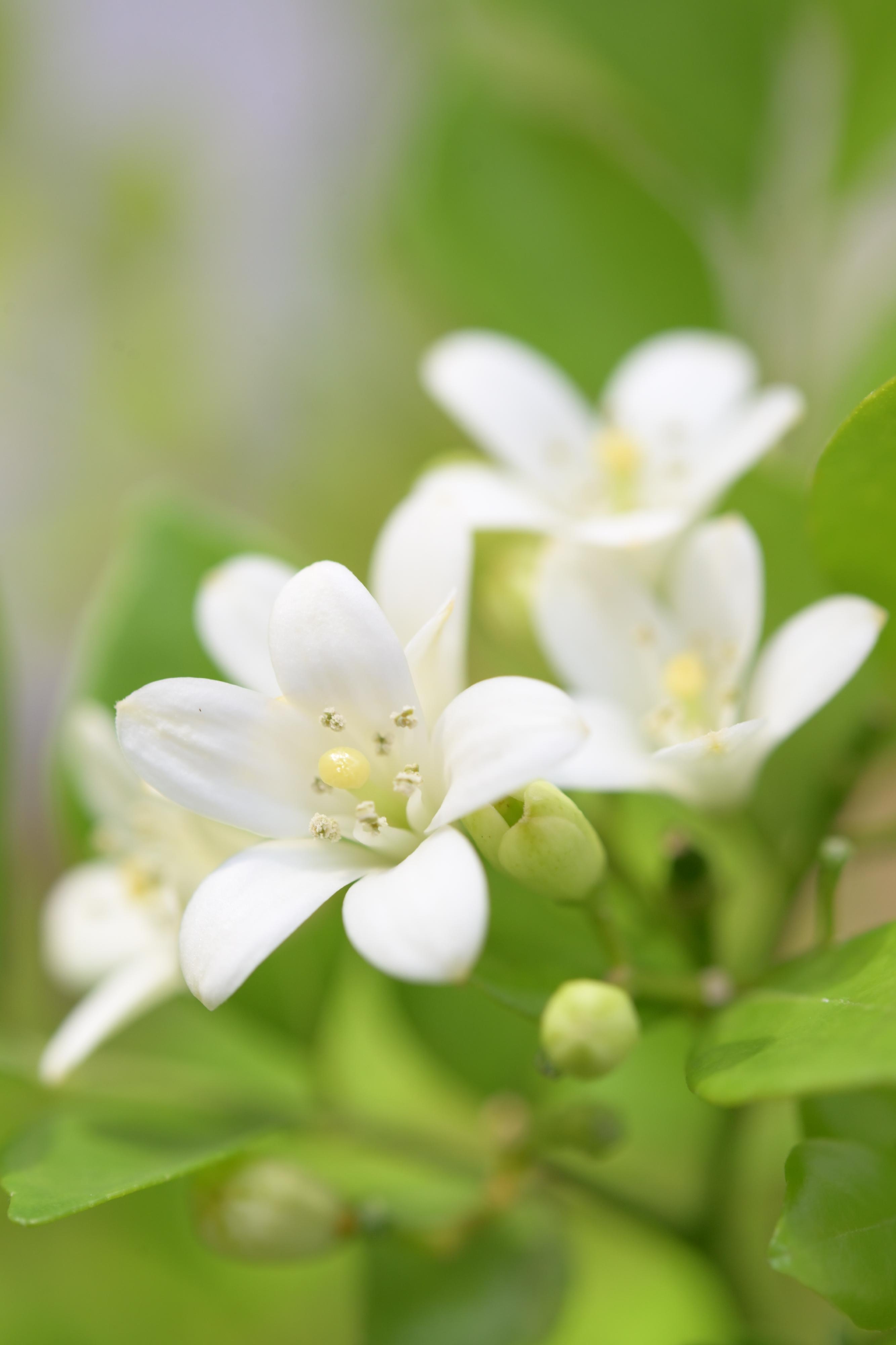 Starting from September 20, a rich variety of about 700 fragrant flowers will be displayed at an exhibition to be held at the Forsgate Conservatory in Hong Kong Park managed by the Leisure and Cultural Services Department. Photo shows an Orange-jessamine in the exhibition.