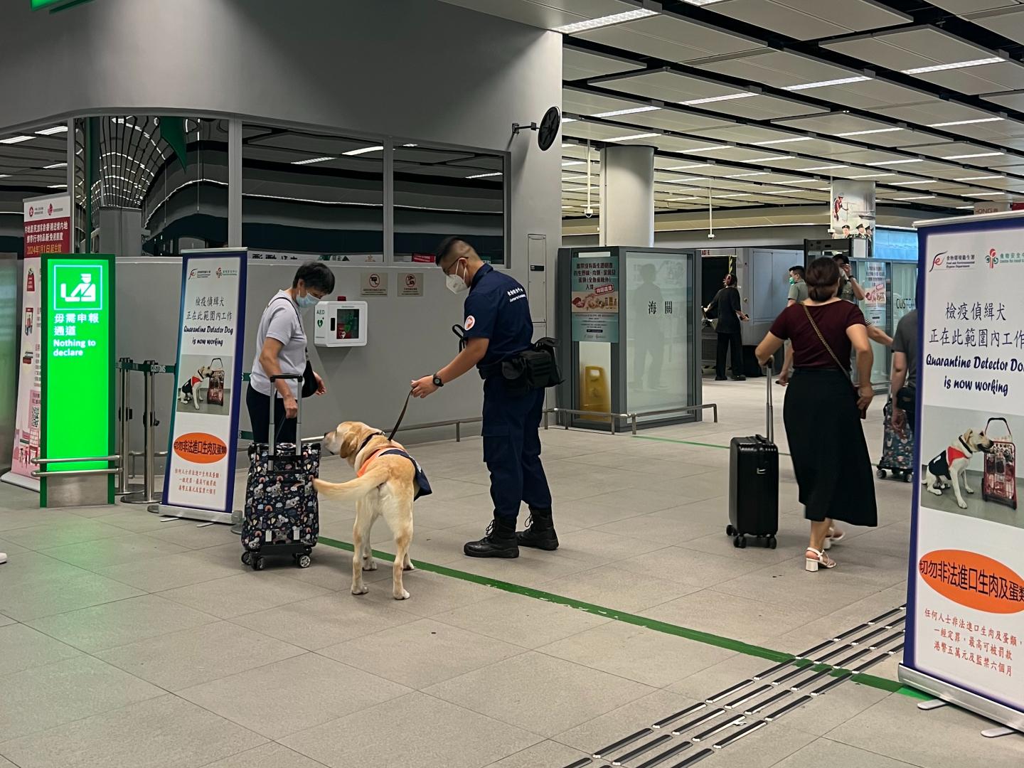 A spokesman for the Centre for Food Safety (CFS) of the Food and Environmental Hygiene Department announced today (September 16) that in order to combat inbound persons illegally bringing regulated food such as raw meat, poultry and eggs into Hong Kong, the CFS has continuously stepped up interception and mounted enforcement actions, and deployed quarantine detector dogs to assist law enforcement officers in carrying out their duties at various land boundary control points, all in an effort to safeguard public health. Photo shows a quarantine detector dog assisting a law enforcement officer in carrying out his duties at a boundary control point.