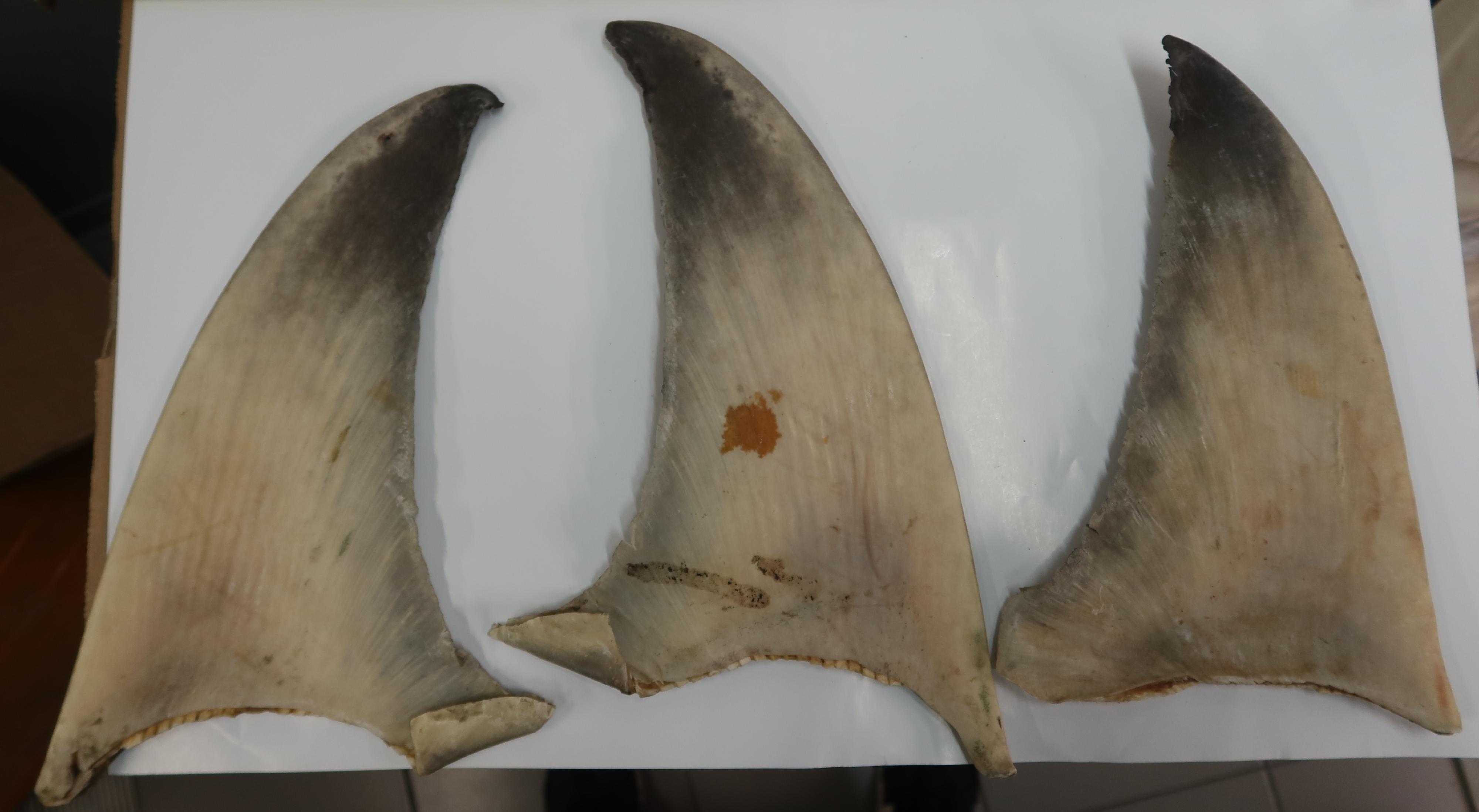 A woman was convicted and sentenced to imprisonment for 12 months at the District Court today (September 23) for illegally importing fins of endangered sharks. Photo shows the seized fins of hammerhead sharks.