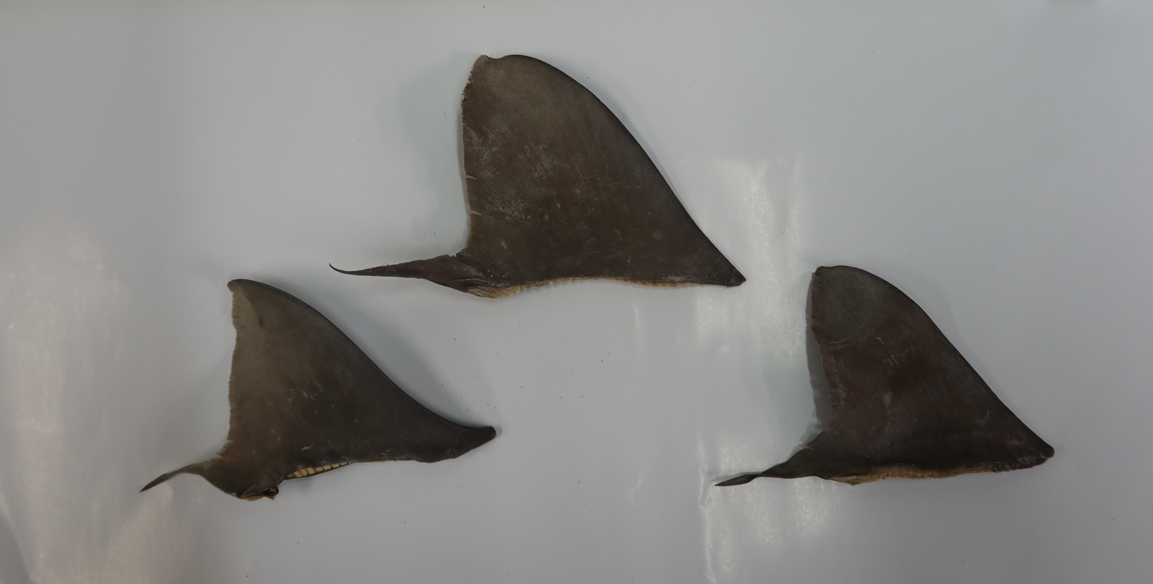 A woman was convicted and sentenced to imprisonment for 12 months at the District Court today (September 23) for illegally importing fins of endangered sharks. Photo shows the seized fins of silky sharks.