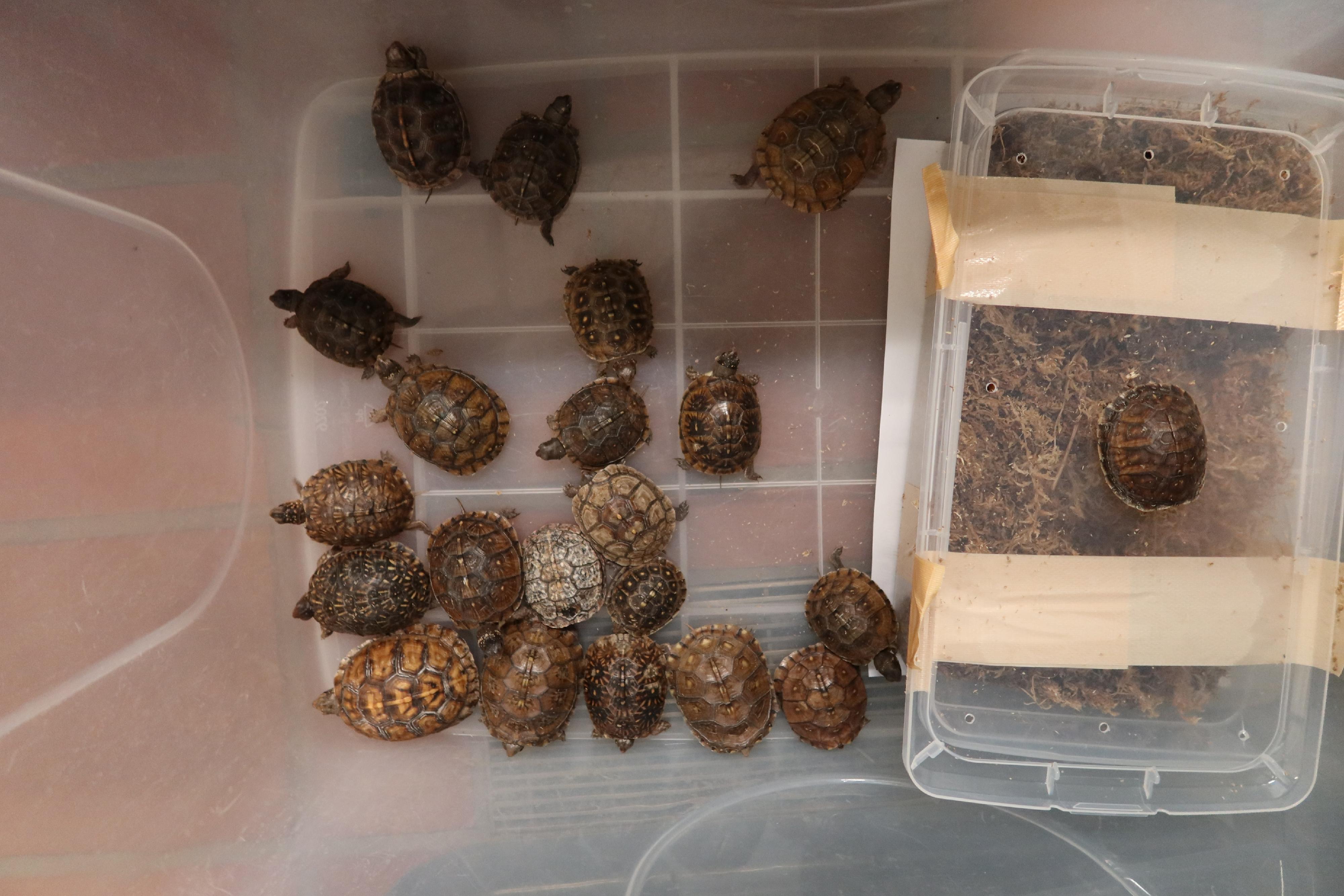 A 45-year-old Chinese woman who smuggled 64 endangered turtles into Hong Kong was convicted and sentenced to 18 months' imprisonment today (September 27) for violating the Protection of Endangered Species of Animals and Plants Ordinance (Cap. 586) and the Prevention of Cruelty to Animals Ordinance (Cap. 169). Photo shows one of the plastic boxes seized with 21 endangered turtles removed from it.